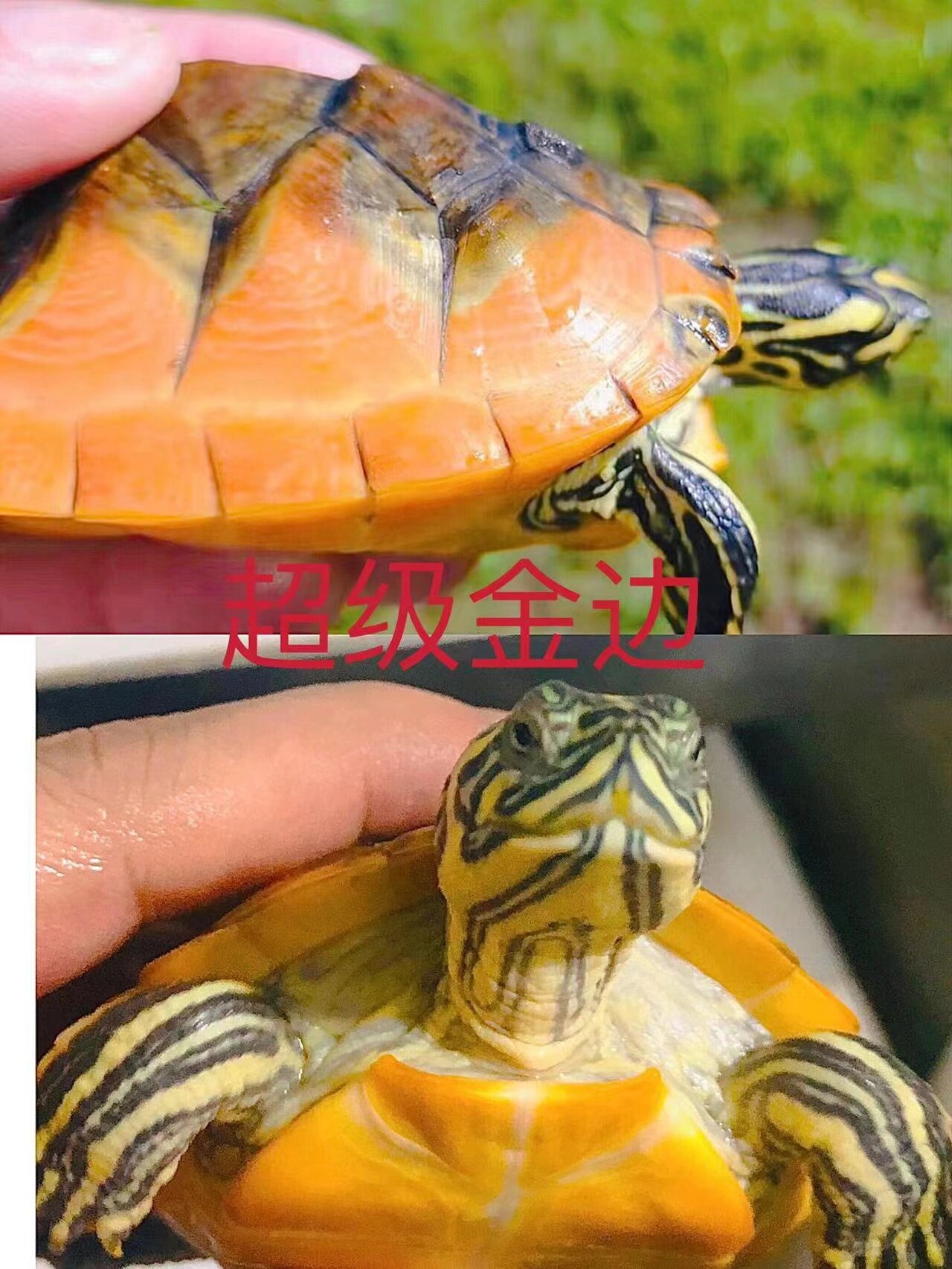 今天我们来聊聊金边火焰龟,为什么叫金边火焰龟,顾名思义,就是因为这