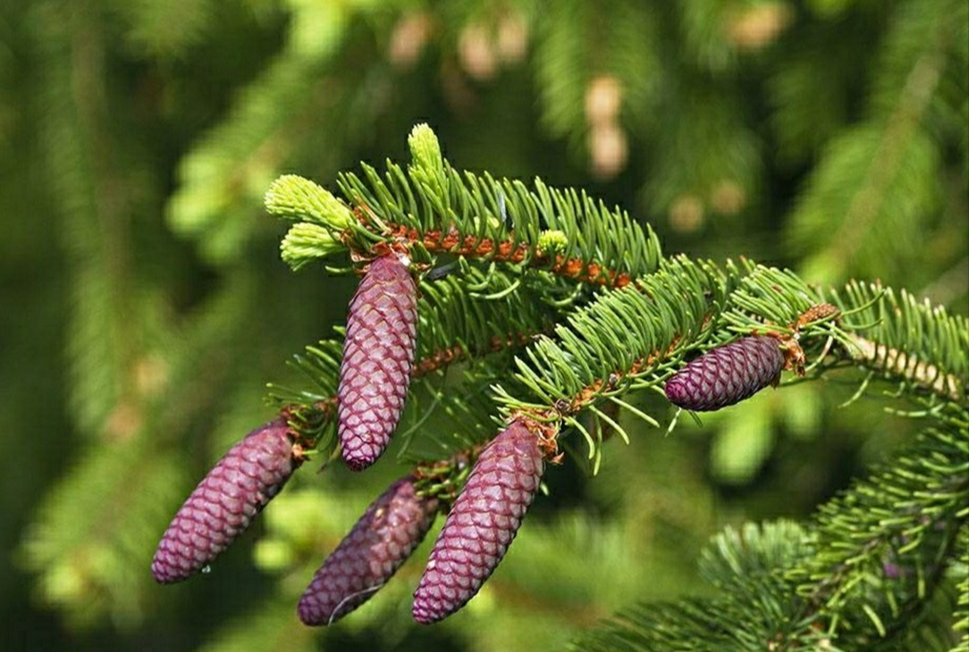 植物——松柏 1.蓝粉云杉(松科) 明亮的蓝灰色树叶带有很多针刺尖,使