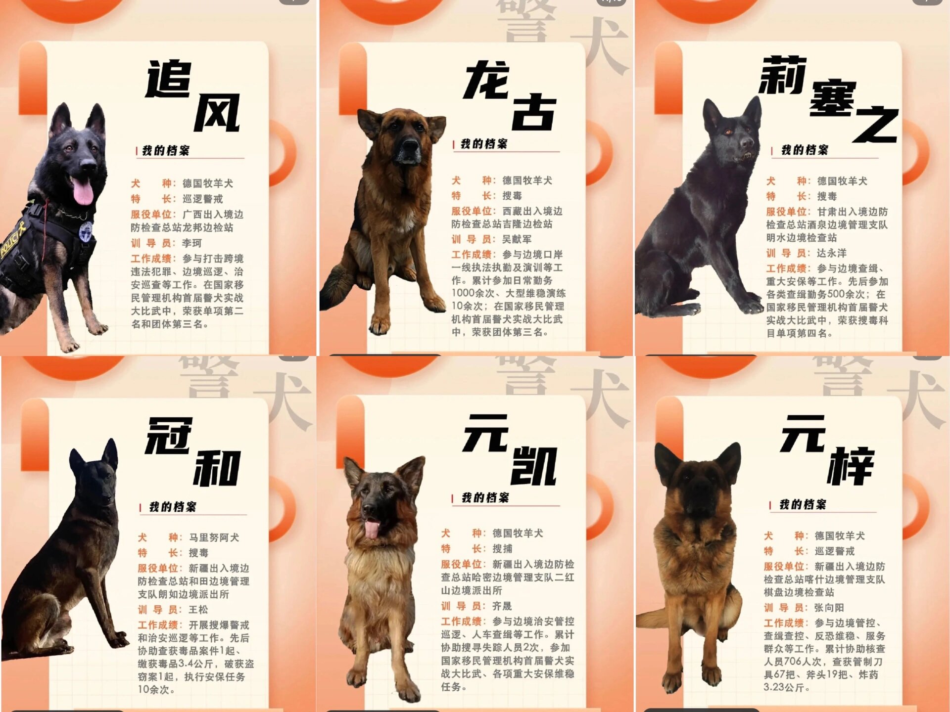 中国9899首批15只功勋犬