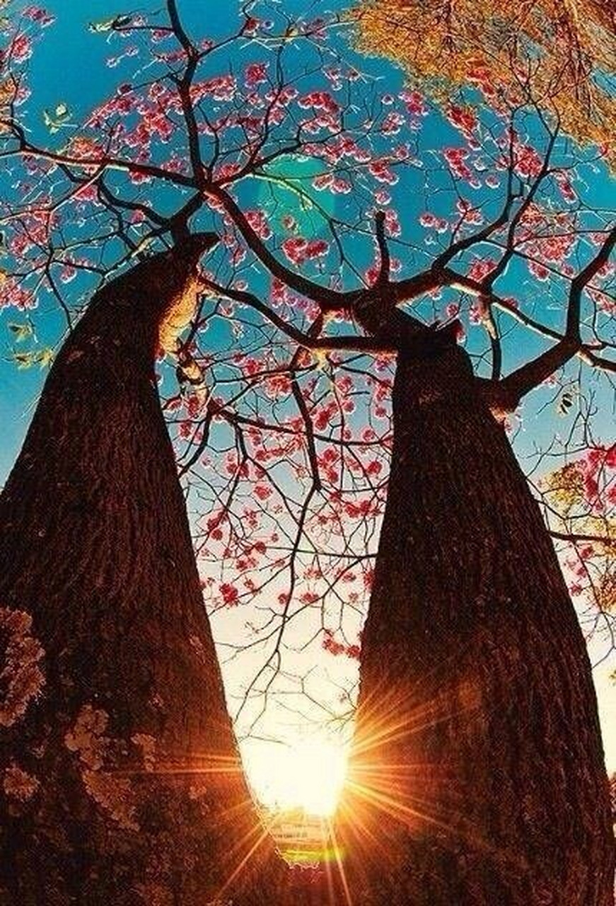 如果有来生,要做一棵树,站成永恒,没有悲欢的姿势.