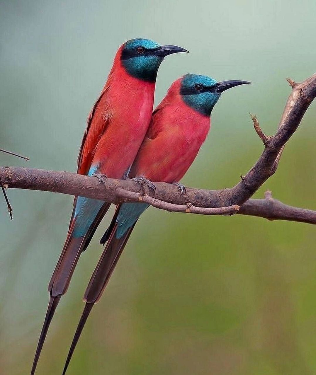 洋红蜂虎 #洋红蜂虎# #鸟类# #保护动物