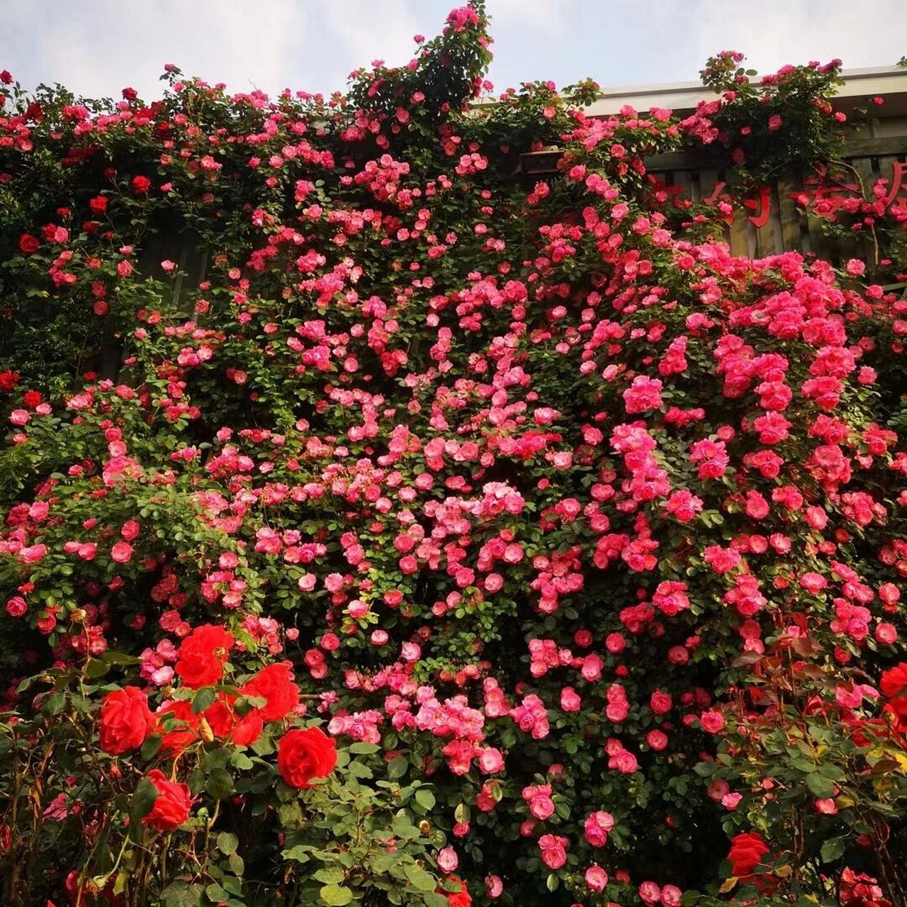 安吉拉,是一种开簇状花的藤本月季.