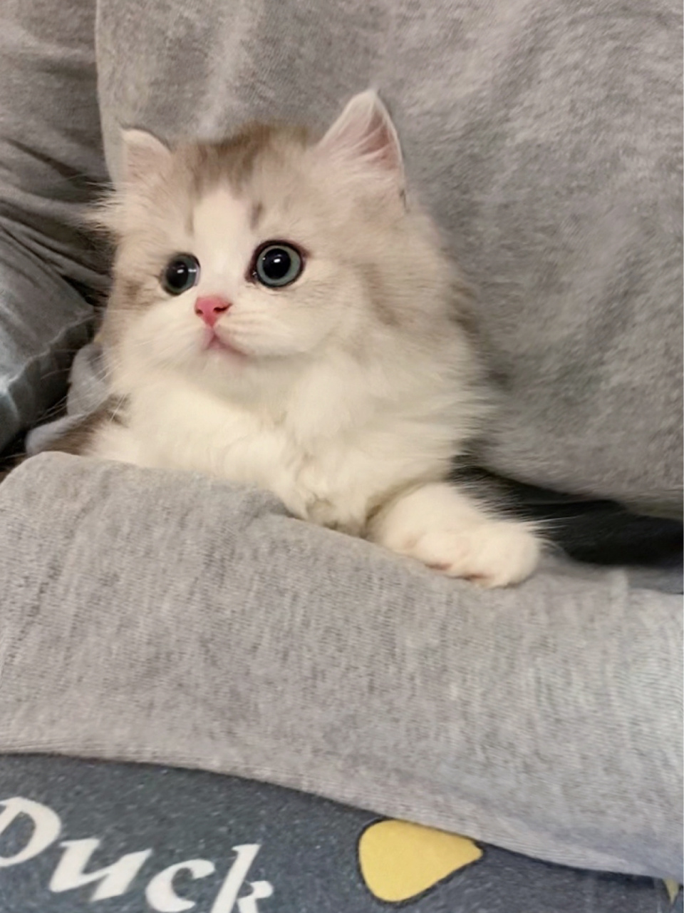 一屁股坐怀里 太可爱了 | 银白米努特 这只奶猫的名字叫:抱抱 还超小