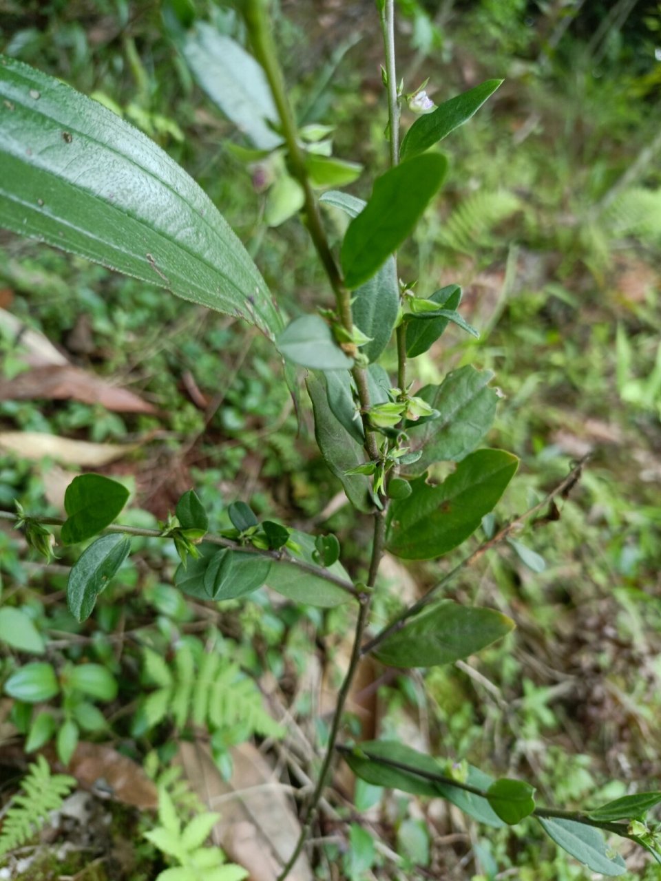 药草——紫背金牛.