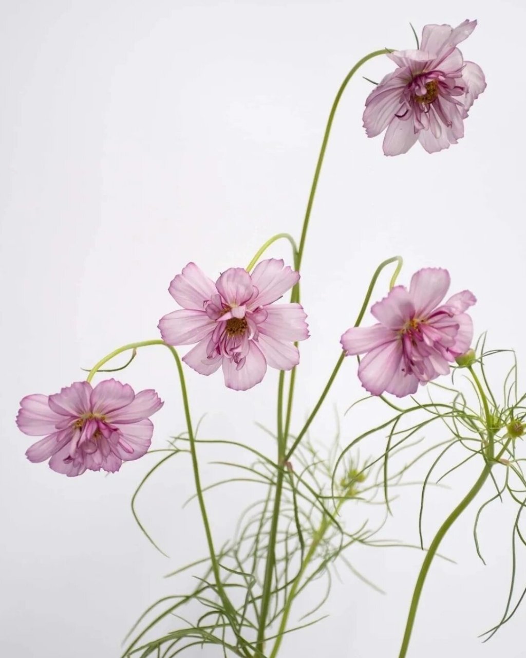 秋英——波斯菊 秋英(学名:cosmos bipinnata cav.