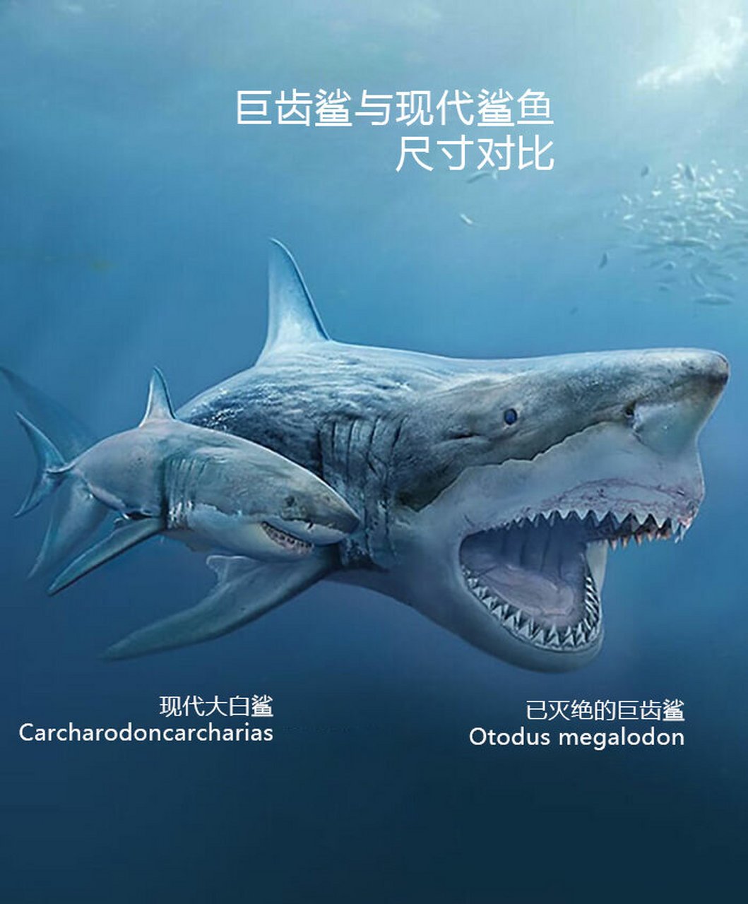 巨齿鲨到底有多大?