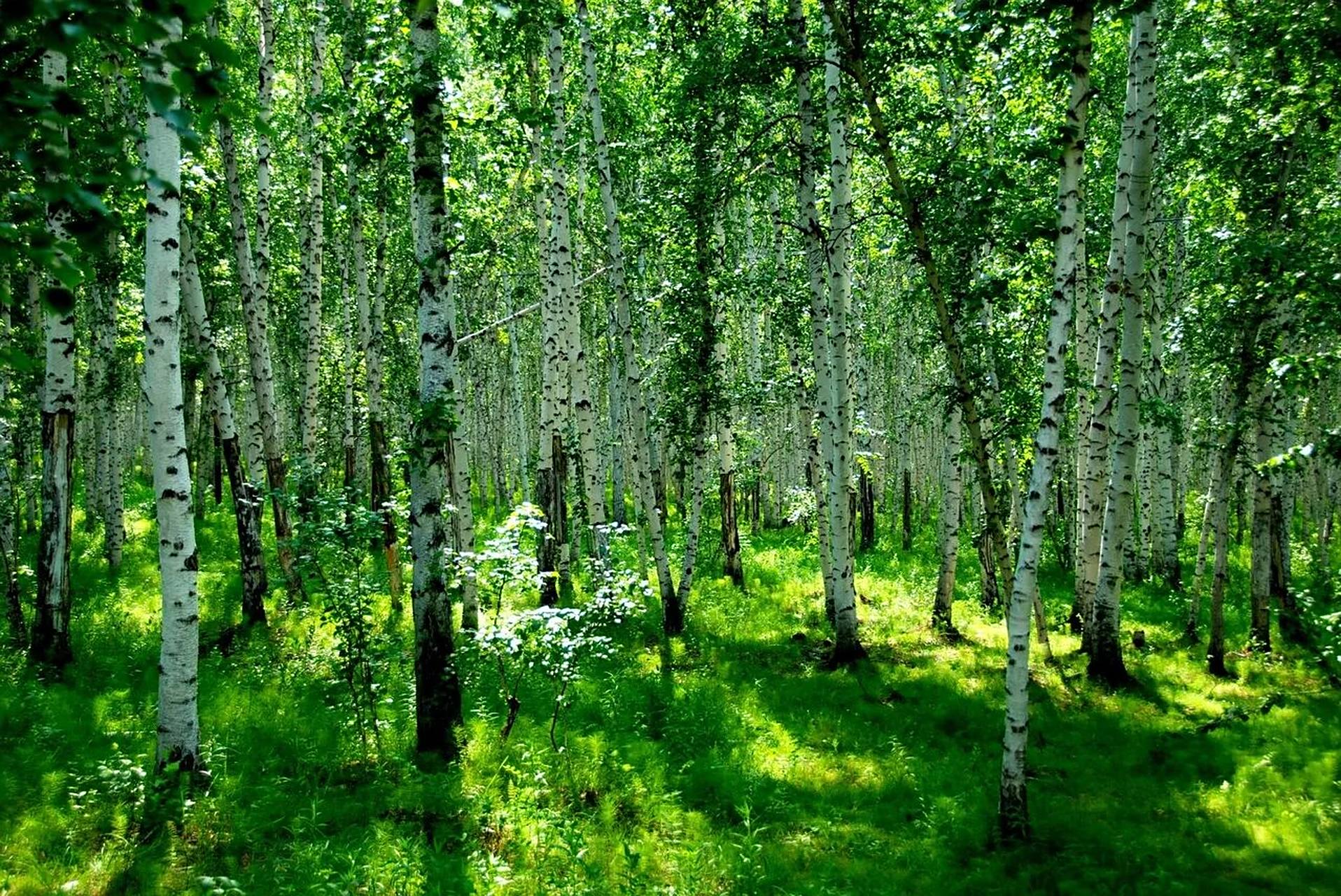 内蒙古呼伦贝尔白桦林 白桦林景区属于内蒙古呼伦贝尔额尔古纳,占地