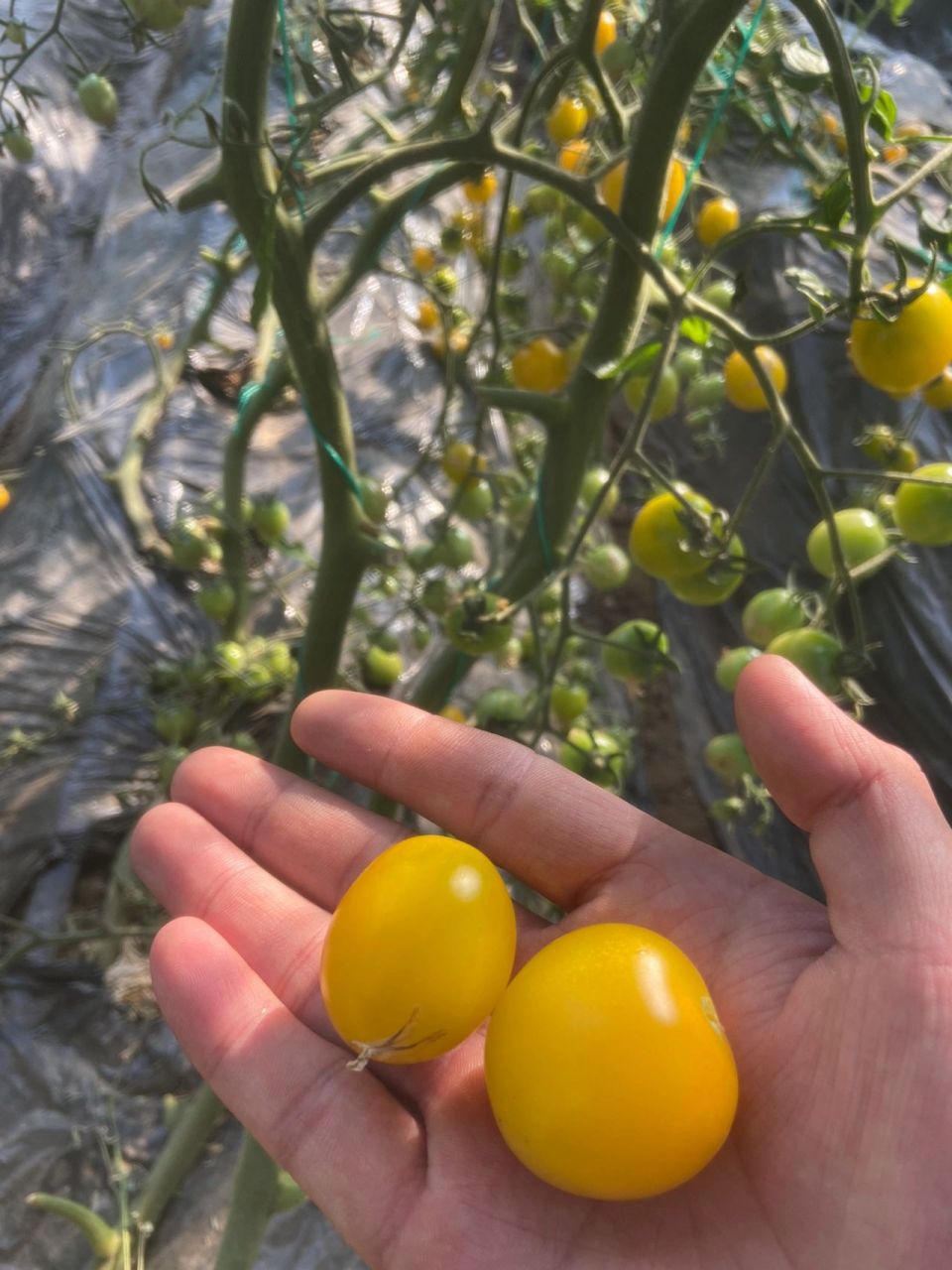 黄色的西红柿,你们见过吗 黄色小番茄,为无限生长型番茄.