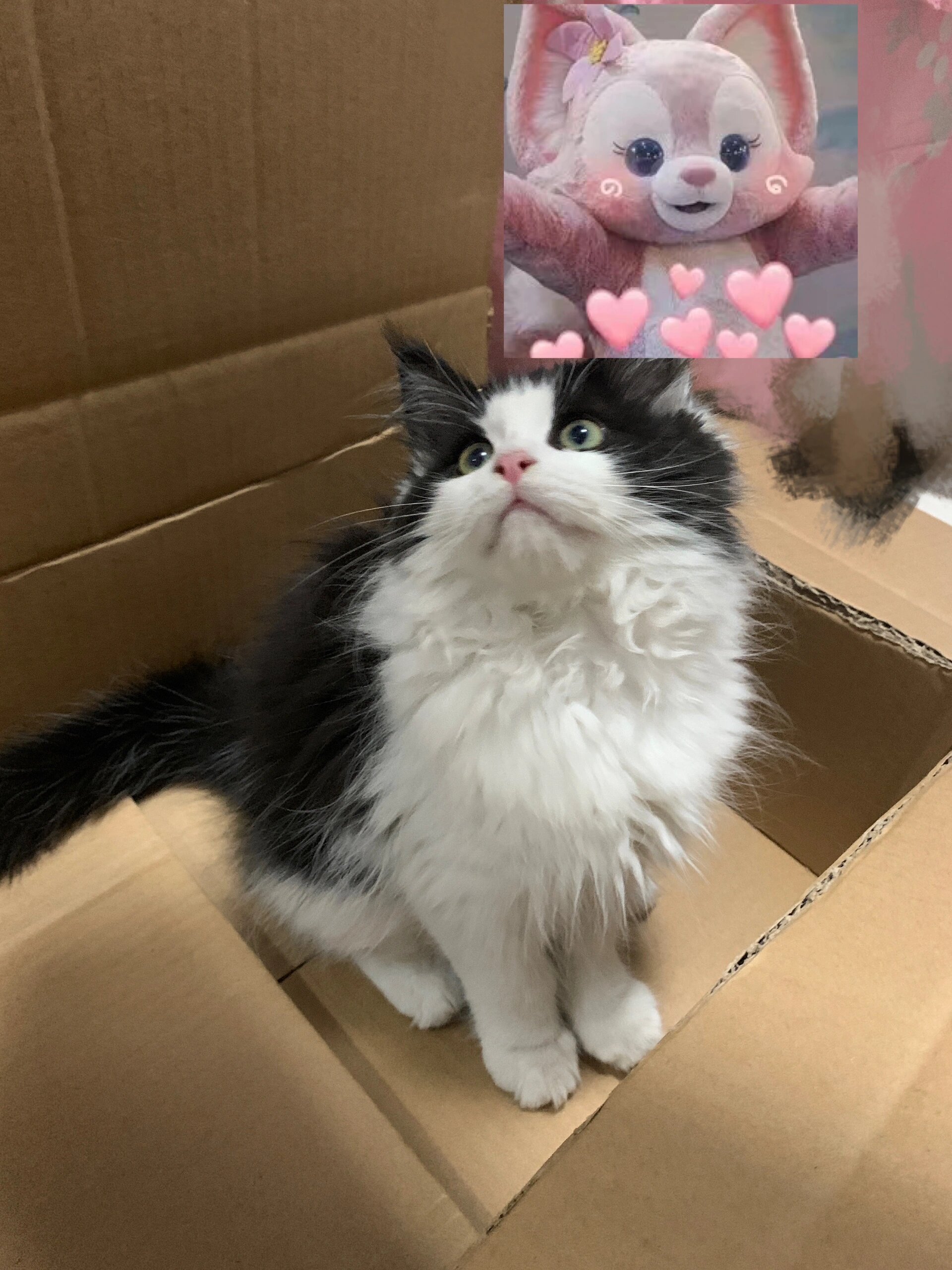 你们的奶牛猫长大后是什么样子啊04 图一是刚到家的时候小小的一只