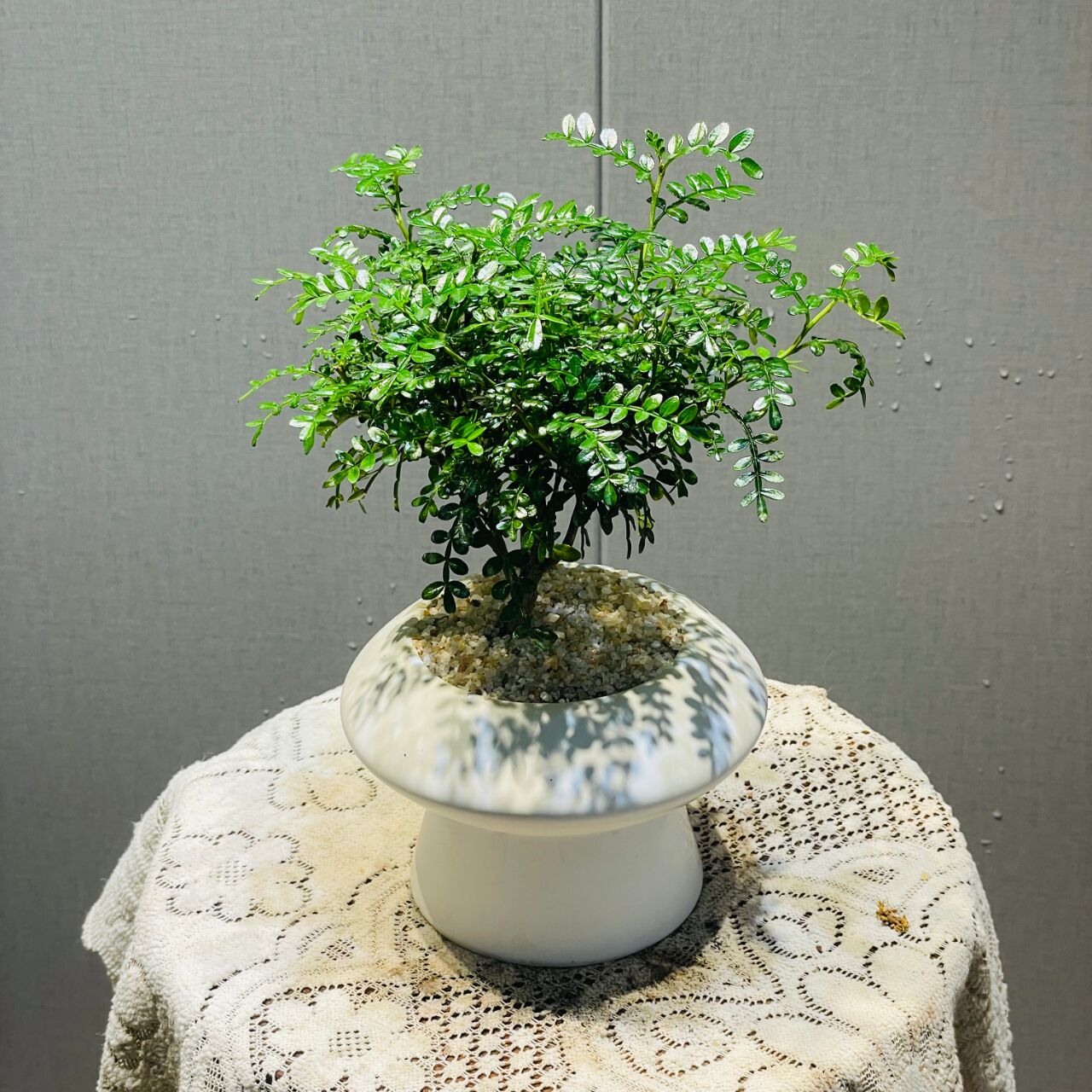 1,学习植物:胡椒木是芸香科花椒属常绿灌木,整株有浓烈的胡椒香味掐 