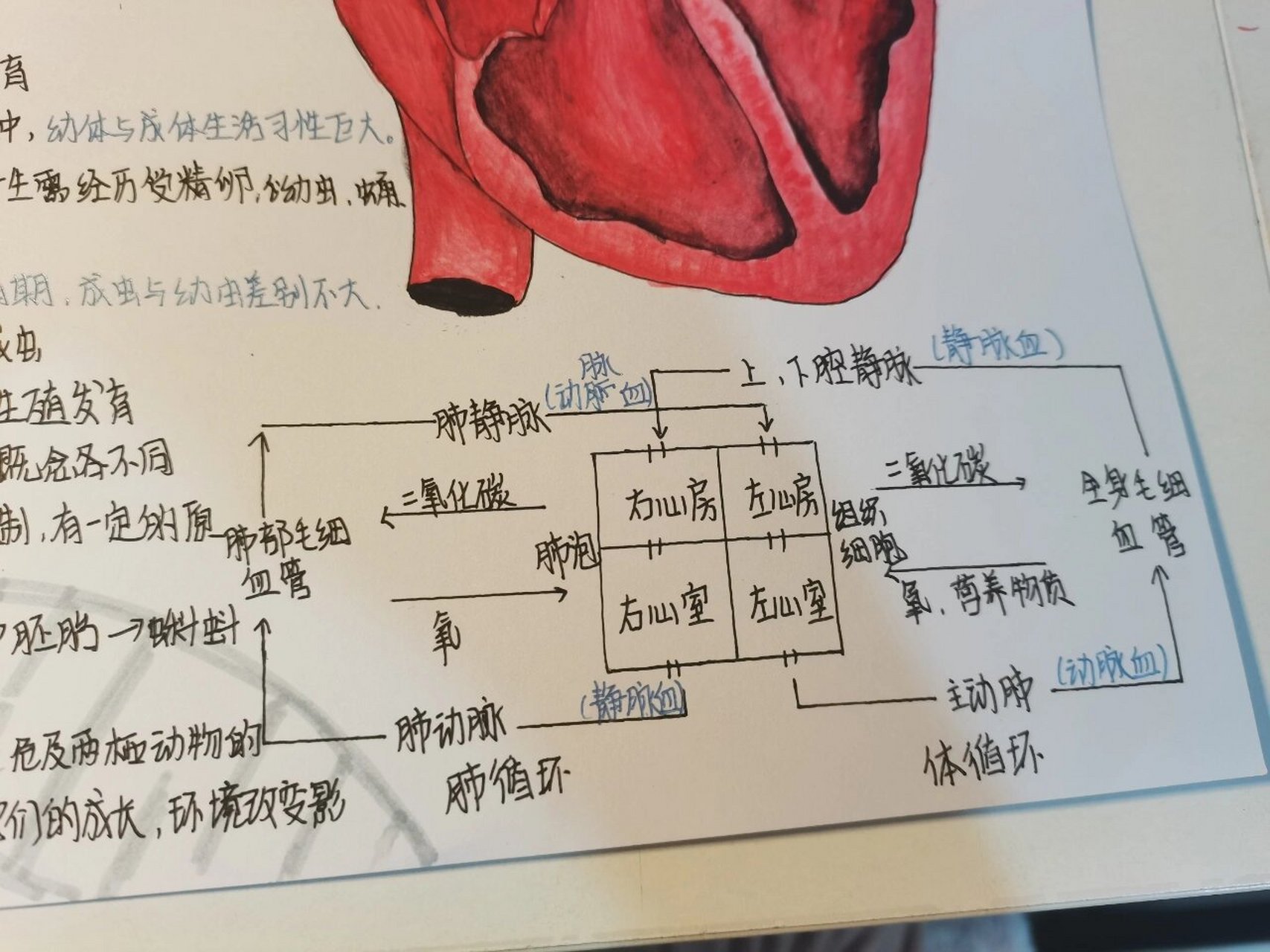 生地双满手抄报内容图片