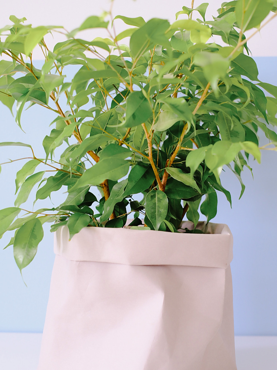 plant maniacs | 垂叶榕(ficus benjamin) 今天更琴叶榕的小表弟