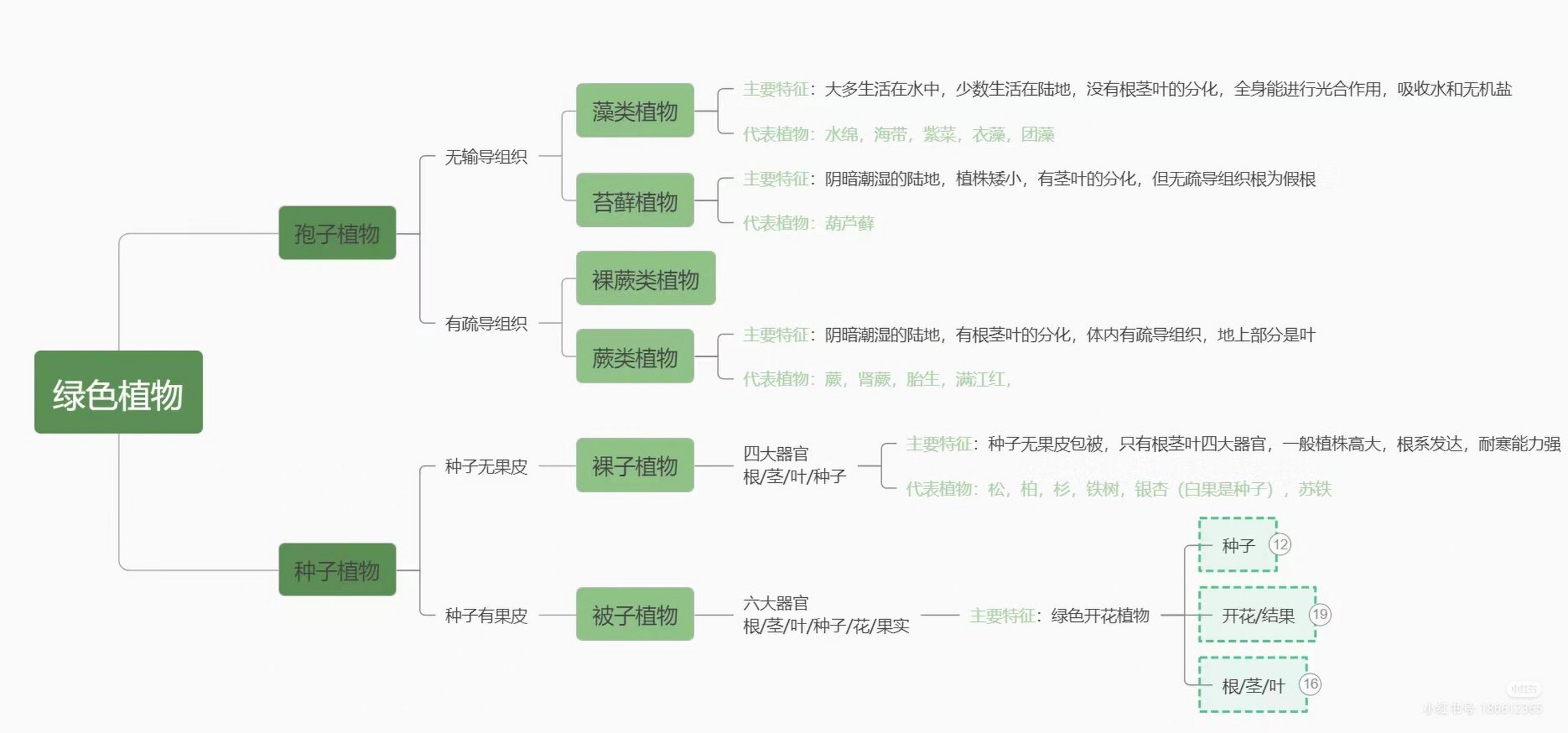 植物分类思维导图图片