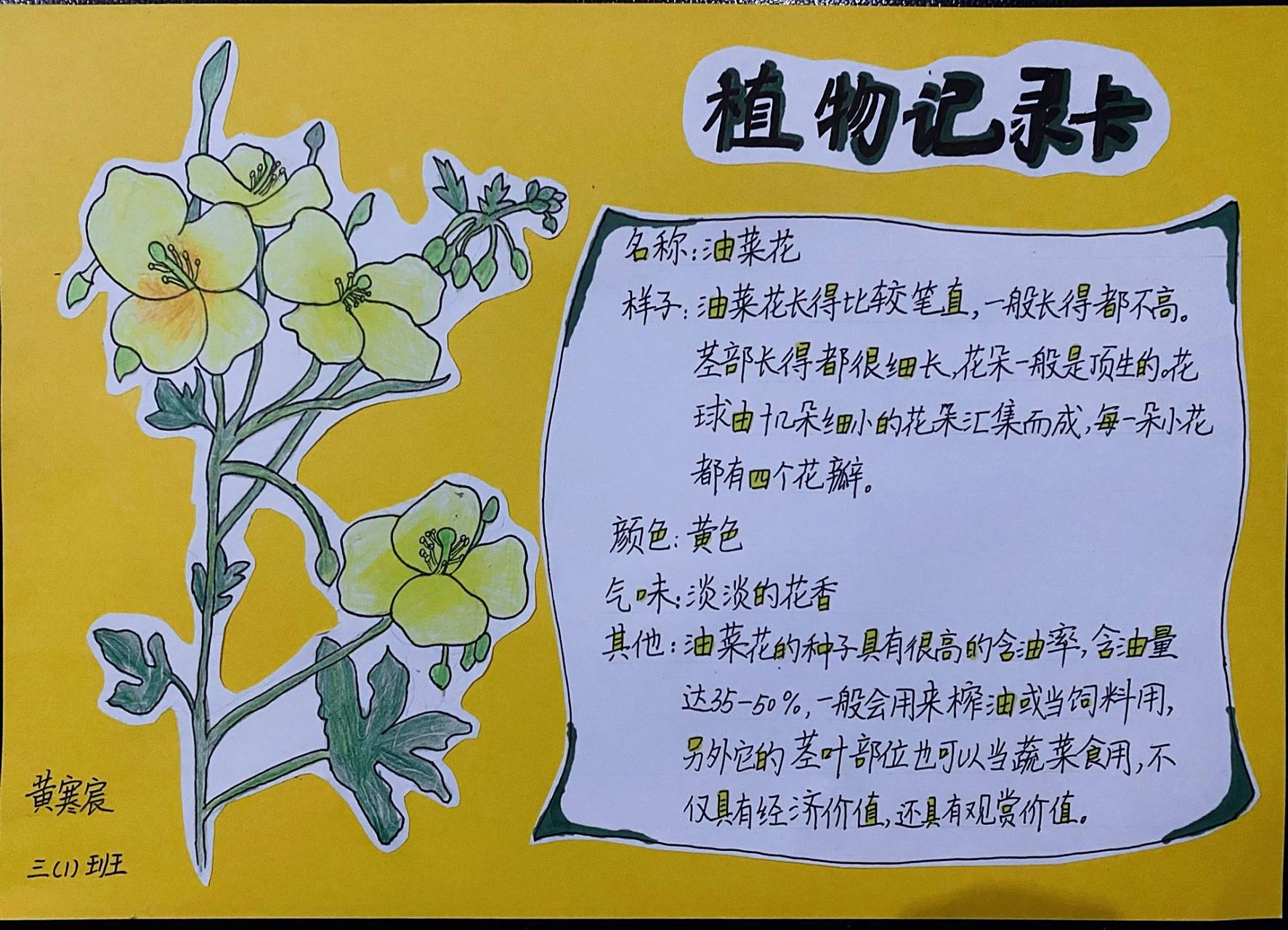 三年级语文下册第一单元植物记录卡  最后悔的事就是没有让儿子学画画