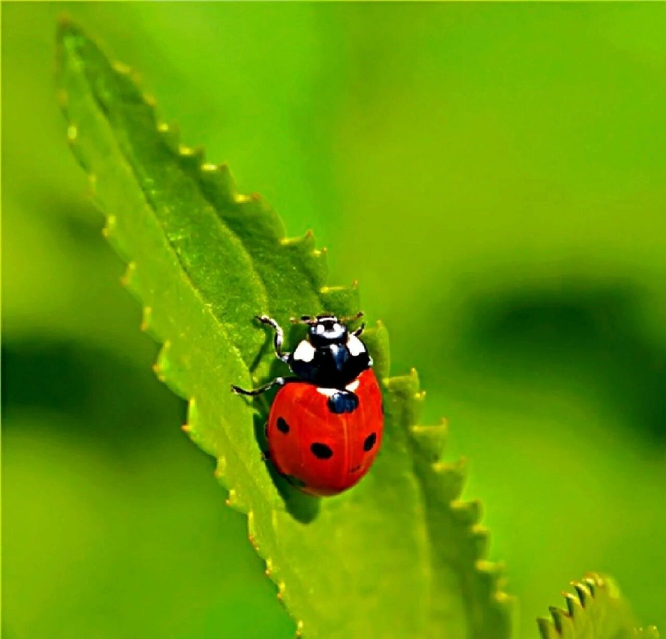 星瓢虫是瓢虫科,瓢虫属昆虫 949494星瓢虫是瓢虫科,瓢虫属昆虫.