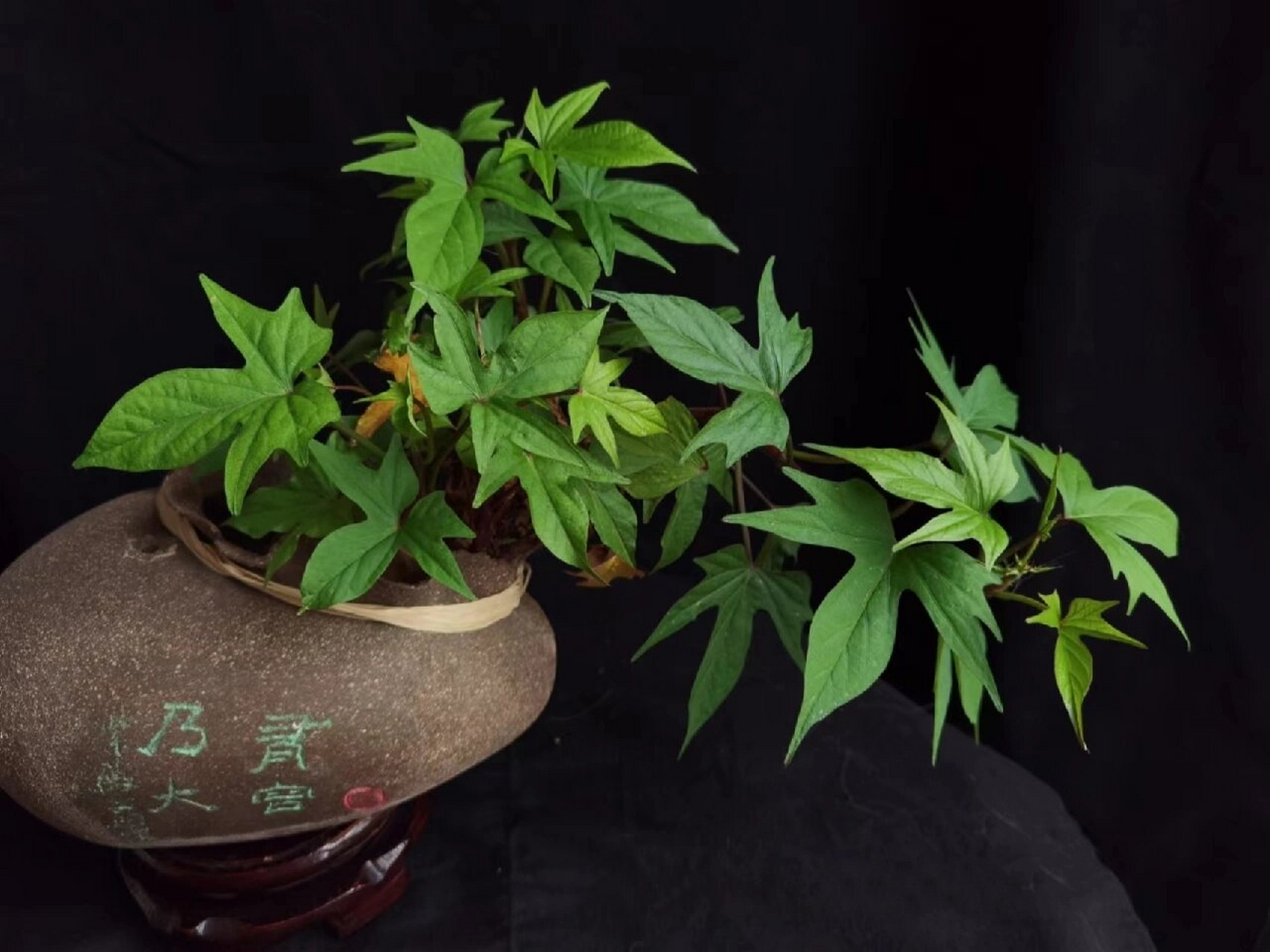 地瓜盆景有多美!