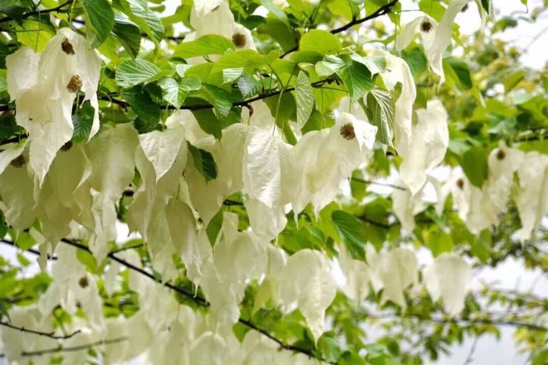 最美珙桐树——全世界著名的观赏植物 珙桐(gǒng tóng)为落叶乔木.