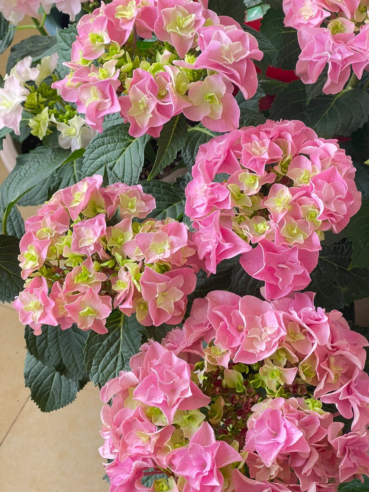 绣球花|雷神/雷王 雷神/雷王绣球 单朵花很大,组成的花球更大 是我