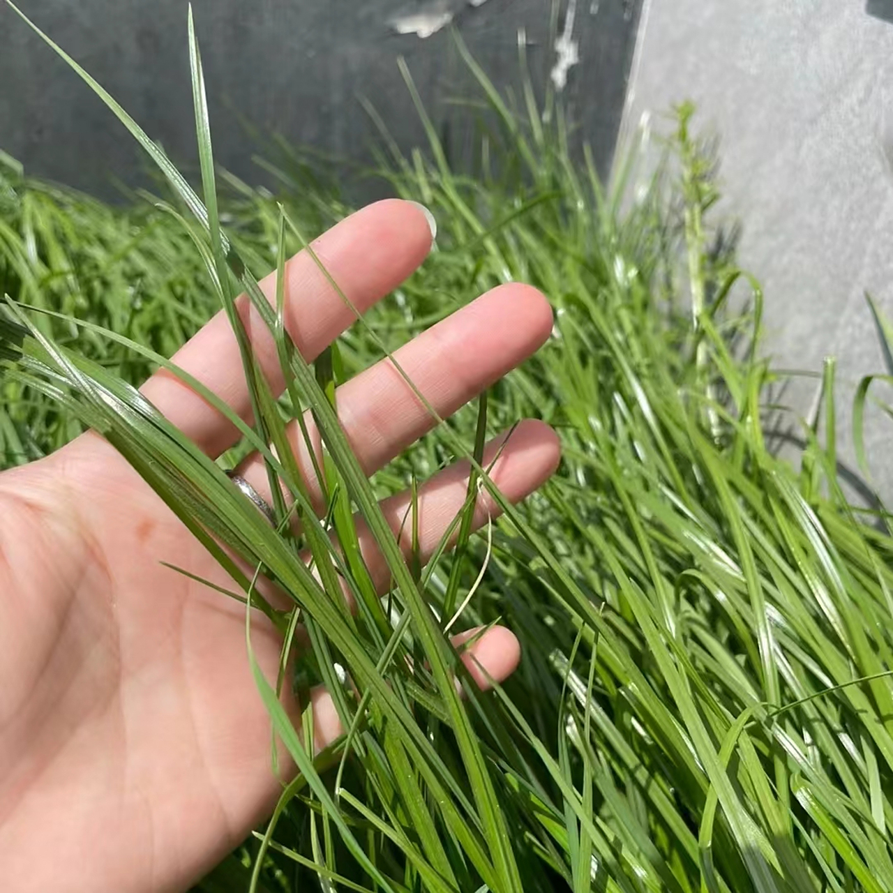 多花黑麦草图片 鲜嫩多汁油光锃亮的宠物大餐🤗 兔兔🐰和荷兰猪的