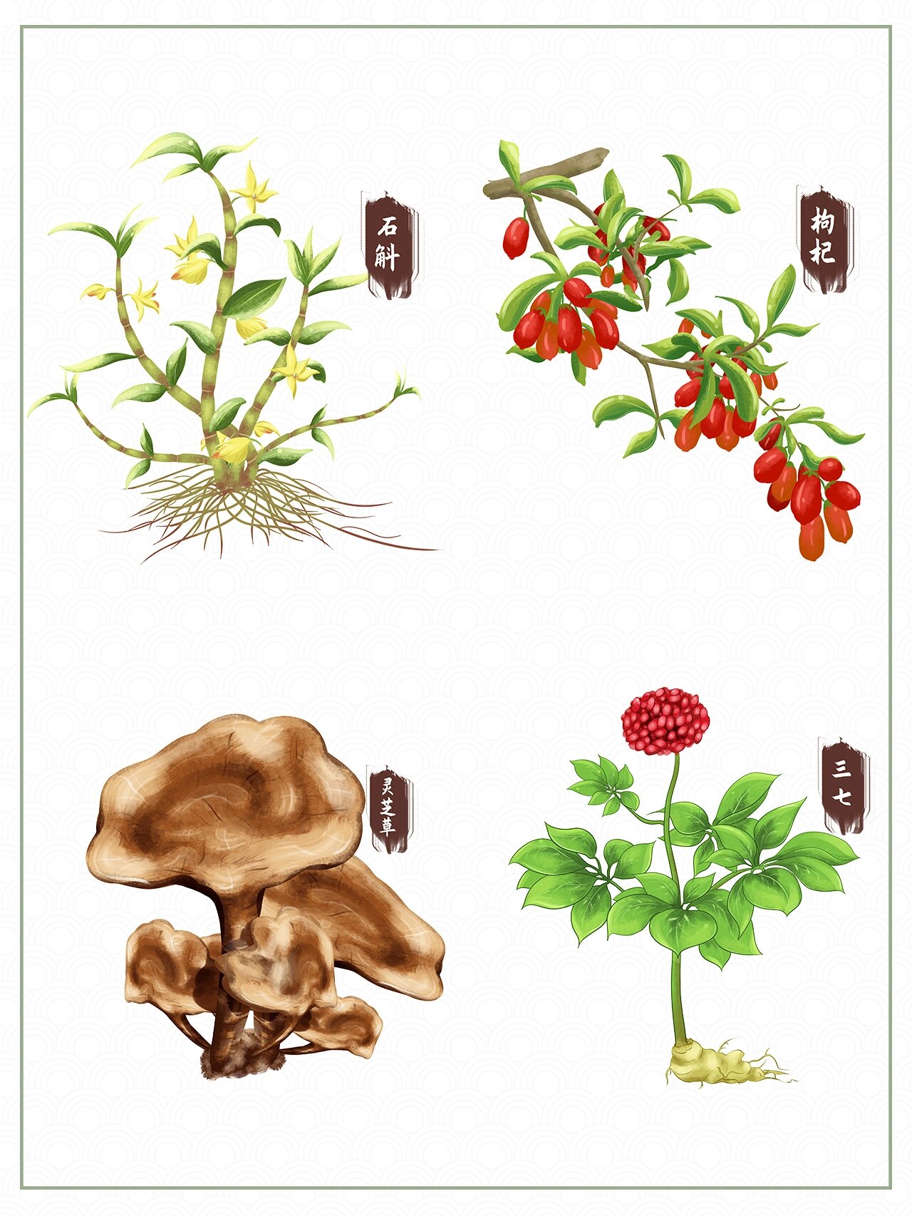 no.179|免扣png|97中草药插画素材合集二