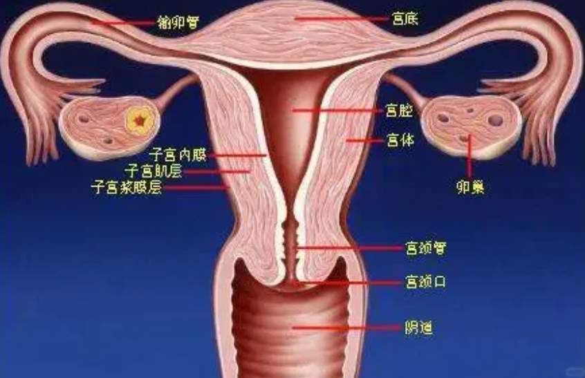 子宫颈的长度一般是20