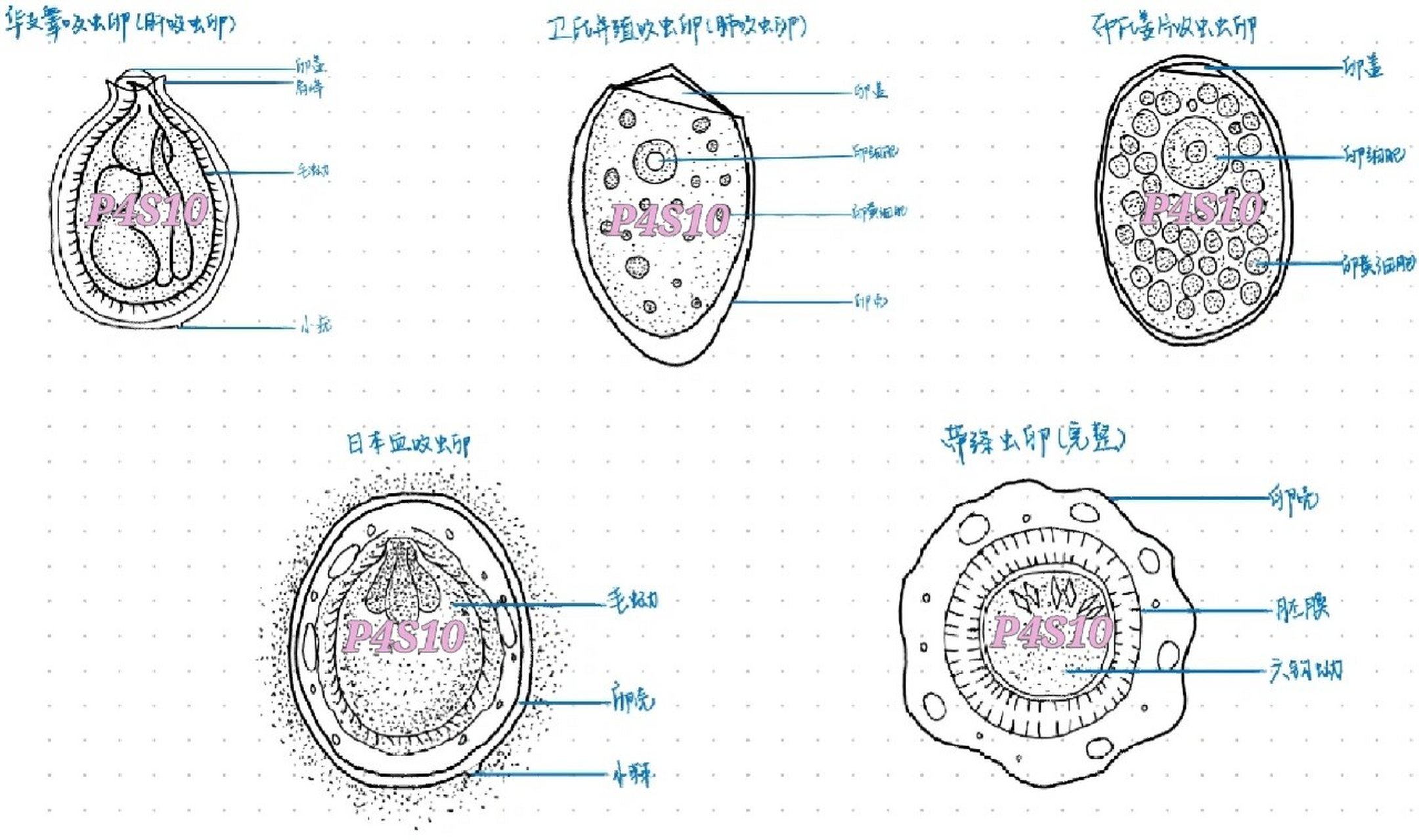 蛔虫卵图片 手绘图图片