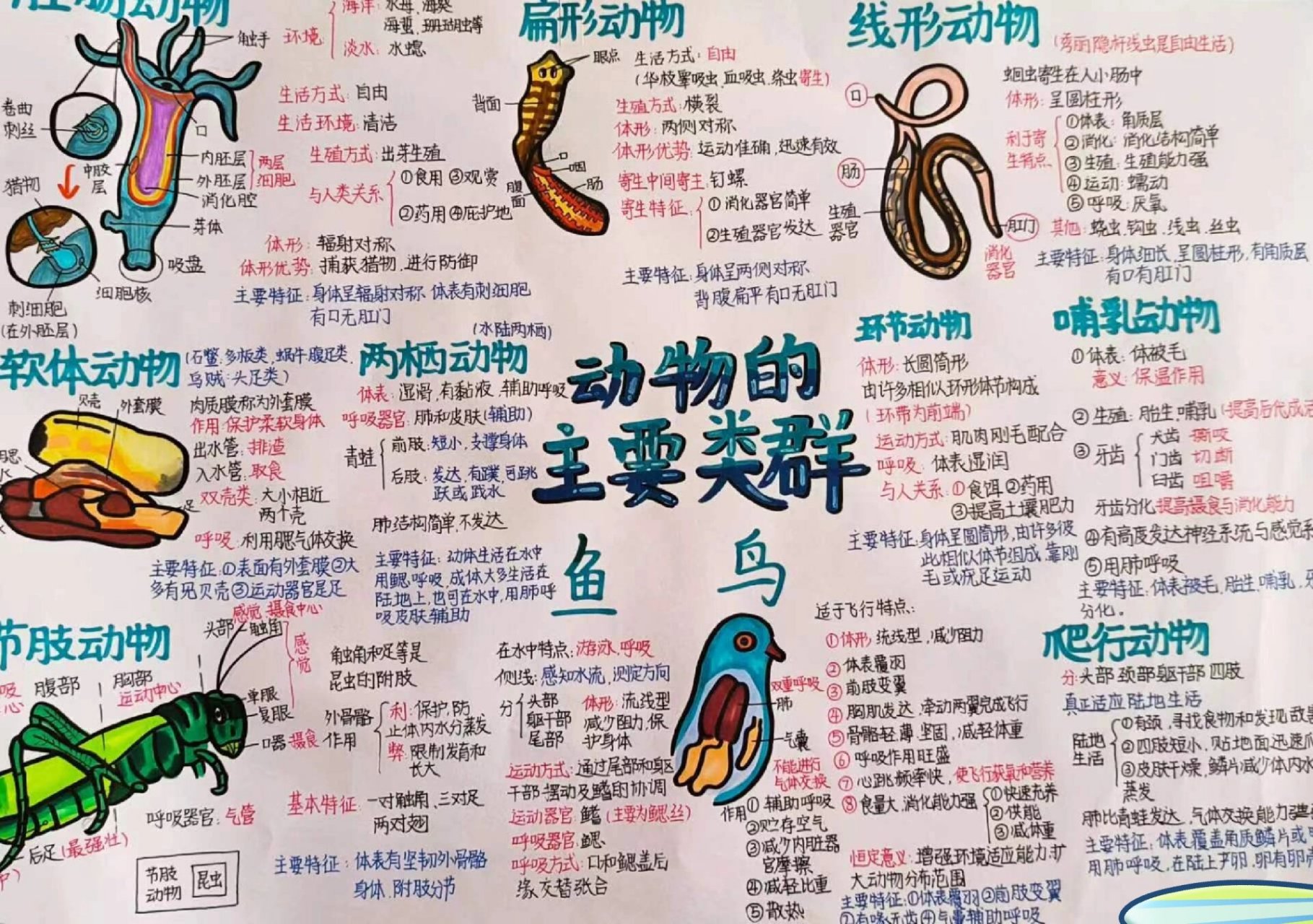 生物思维导图 八上生物:动物的主要类群