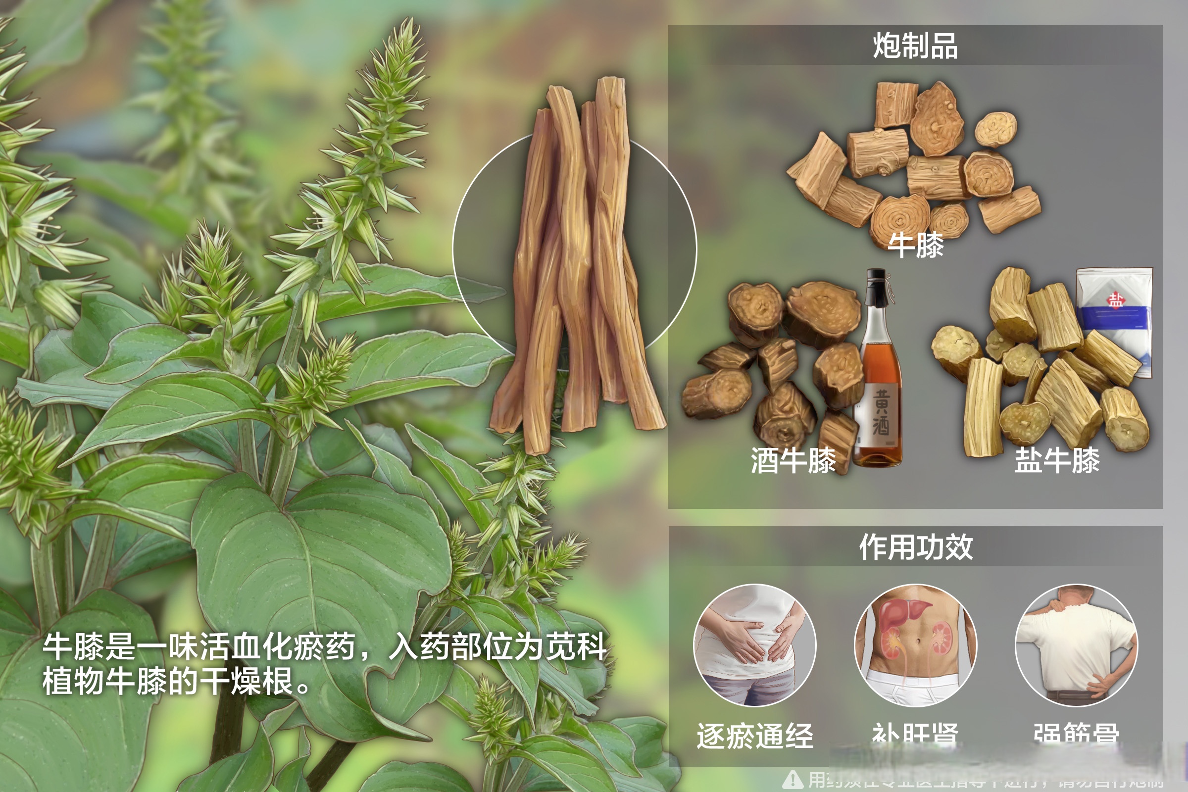 甘香子片药图片