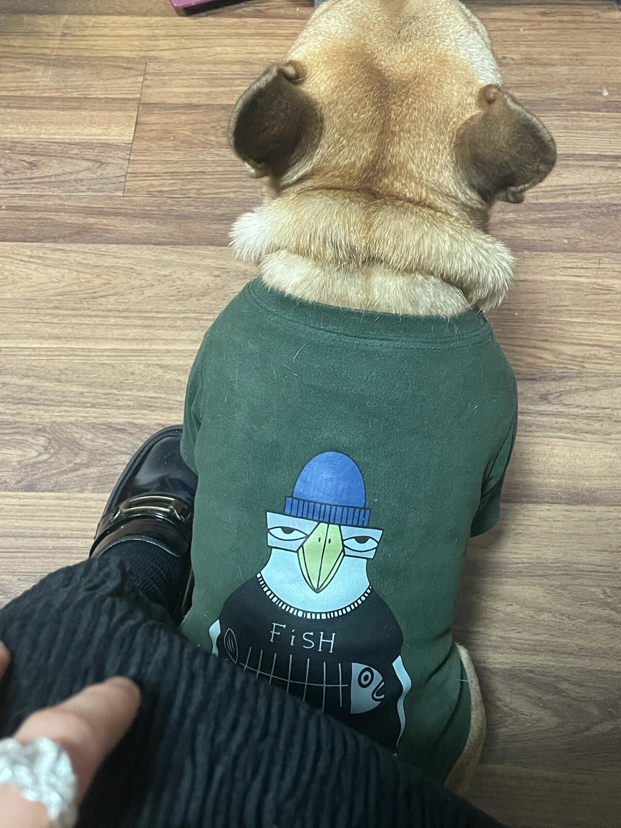 自制法斗犬衣服图解图片