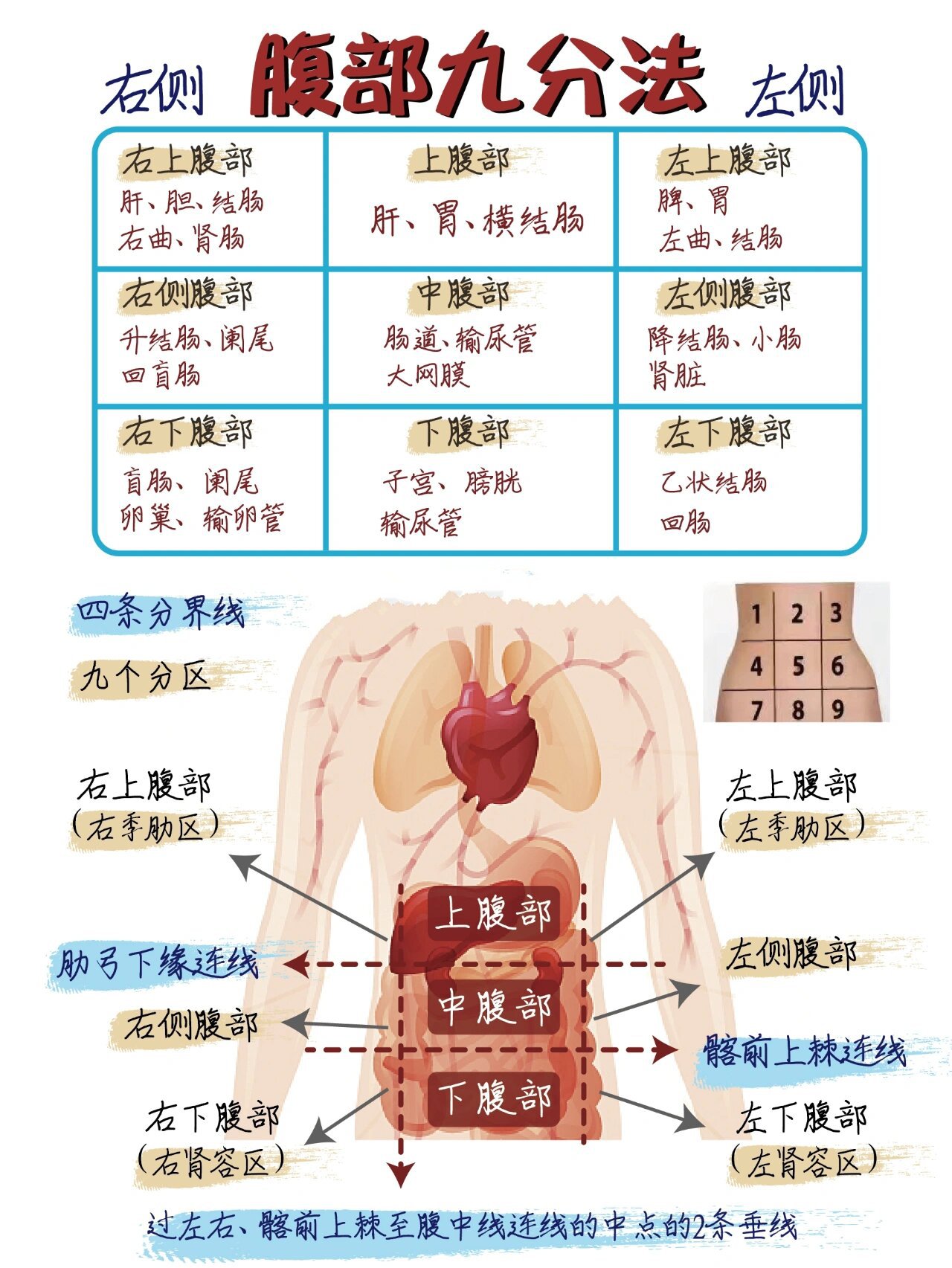 腹部疼痛图解图片