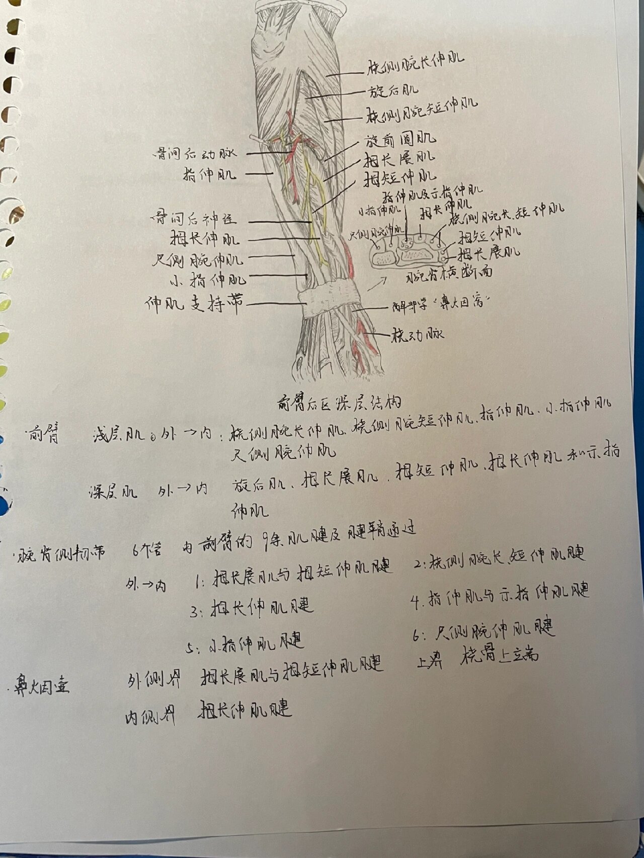 窝 图三 分裂韧带 图四 四边孔与三边孔 图五 臂前区深层(腋动脉与