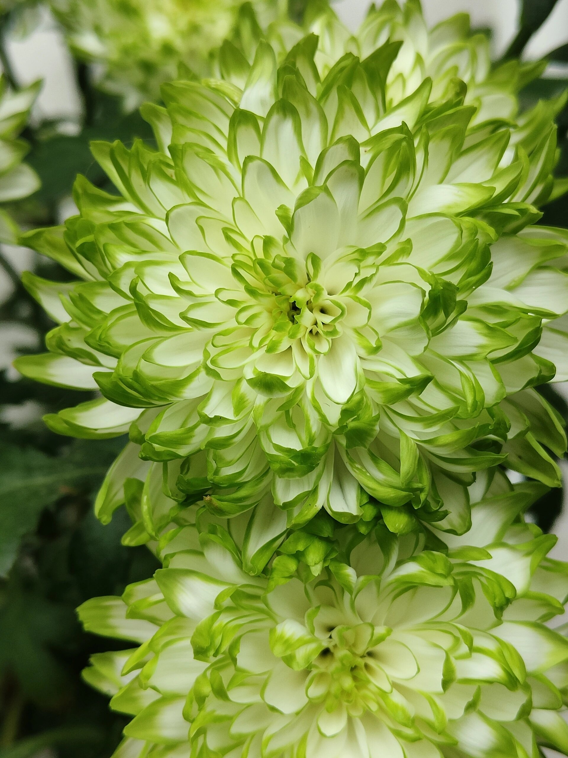 谁说夏天的菊花不好看?