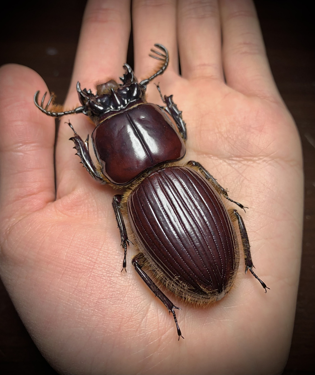 goryi 格氏掠黑蜣,该属的黑蜣可以说是黑蜣科整个家族中的巨无霸(统称