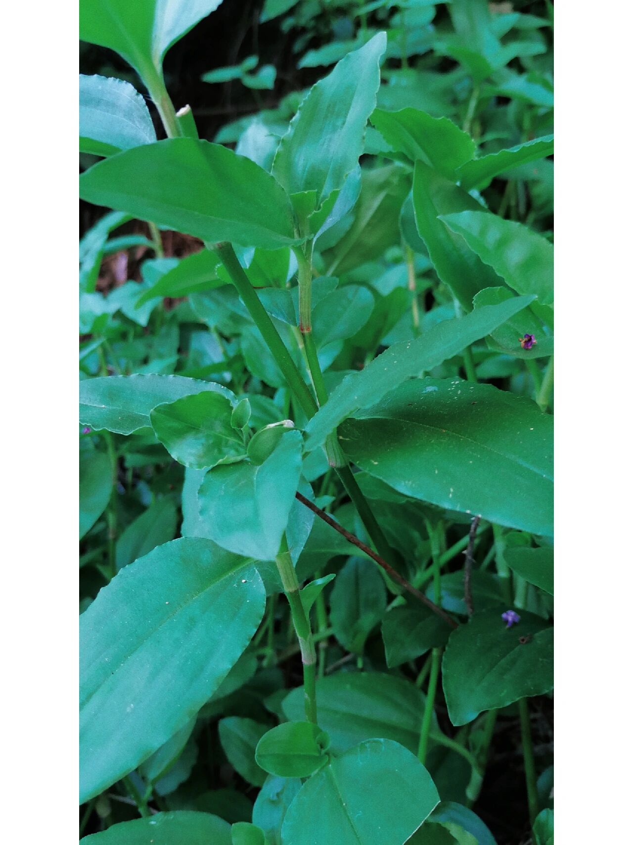 农村的孩子应该都知道,这是一种"猪草",就是割来喂猪的,在我小时候的