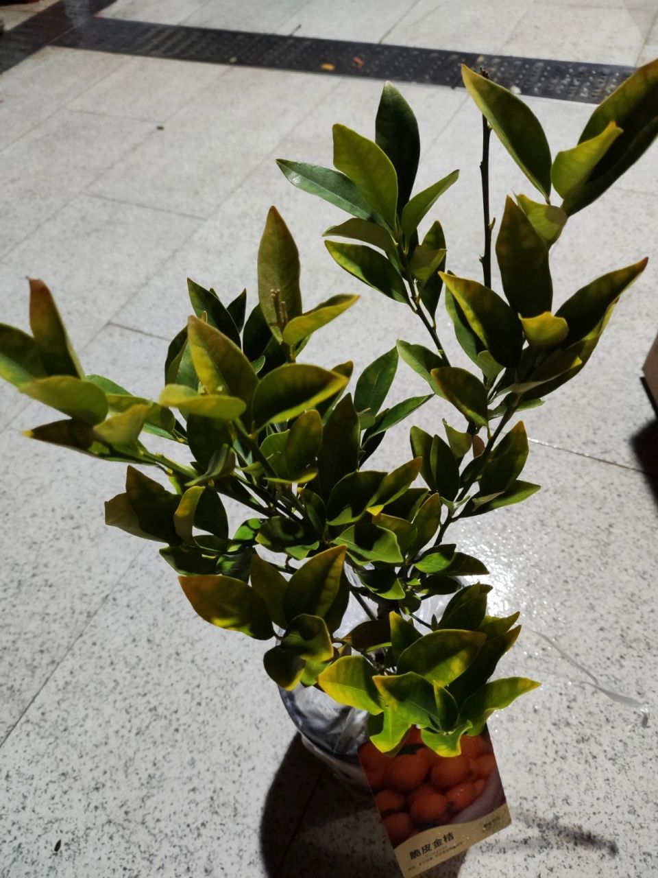 刚收到的脆皮金桔叶子严重发黄 今天收到的,看到叶子都有不同程度的