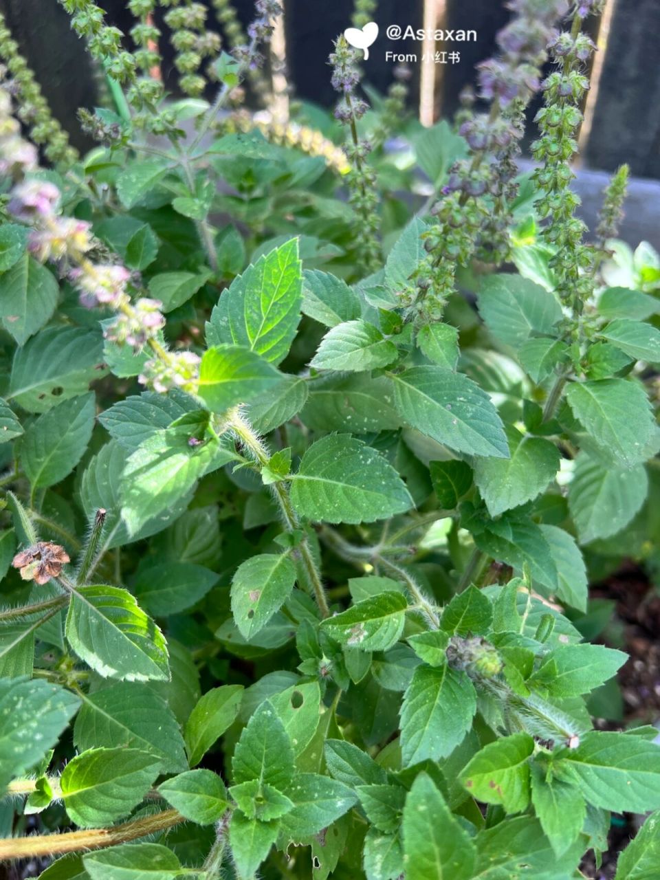 打抛叶(圣罗勒)才是打抛猪肉的原配 对泰国的打抛猪肉饭念念不忘,虽然