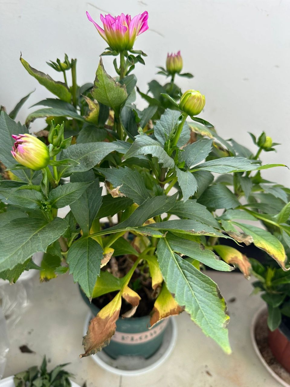 求助 大丽花买回来叶子一直变黄怎么办 买了一盆大丽花,拿回来之后