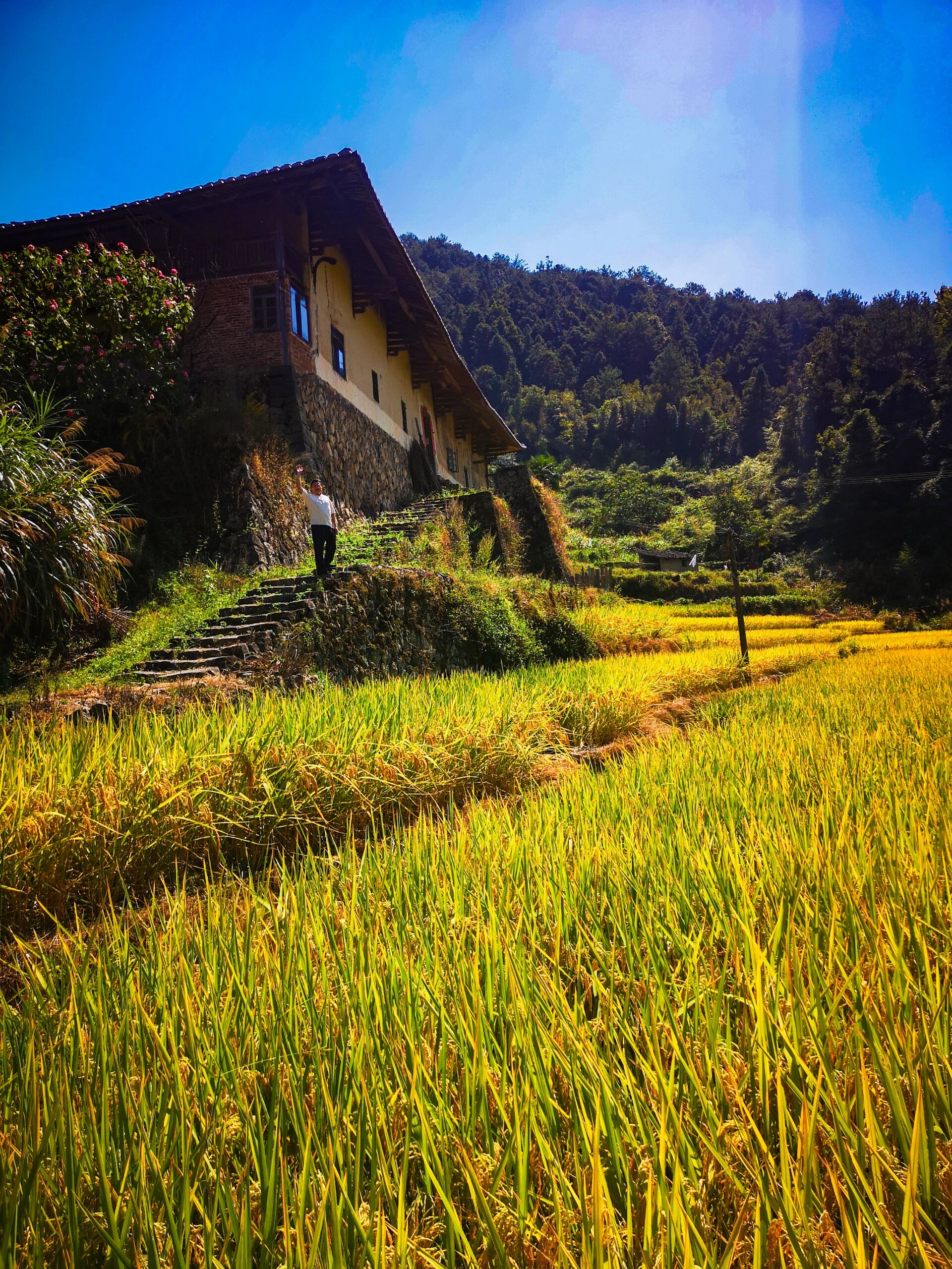 去大赤岸,过重阳节 永泰县丹云乡赤岸村稻谷正黄,乡亲们正在紧锣密鼓