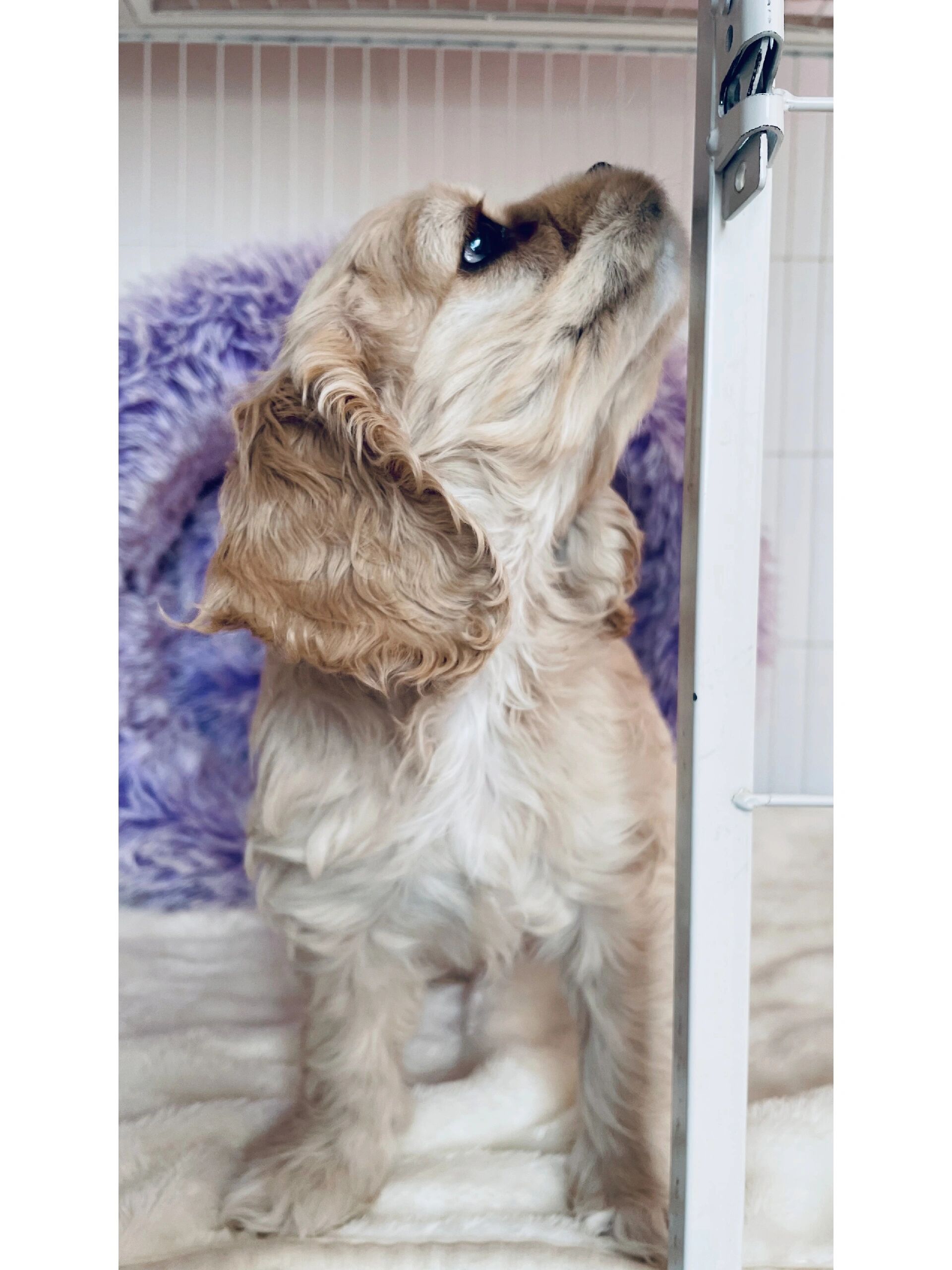 美国可卡犬美照欣赏