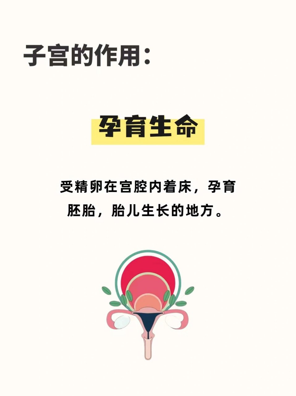 子宫下段形成图片