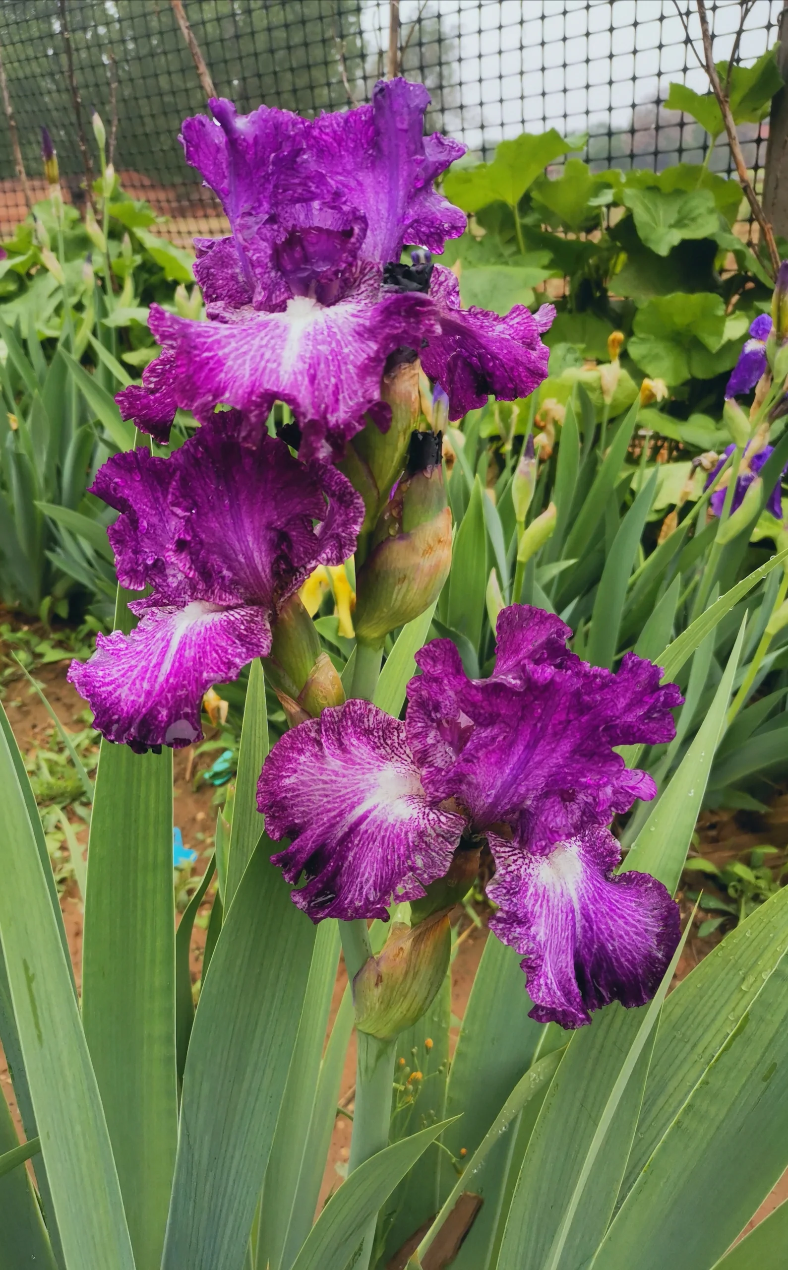 德国鸢尾 图片整理