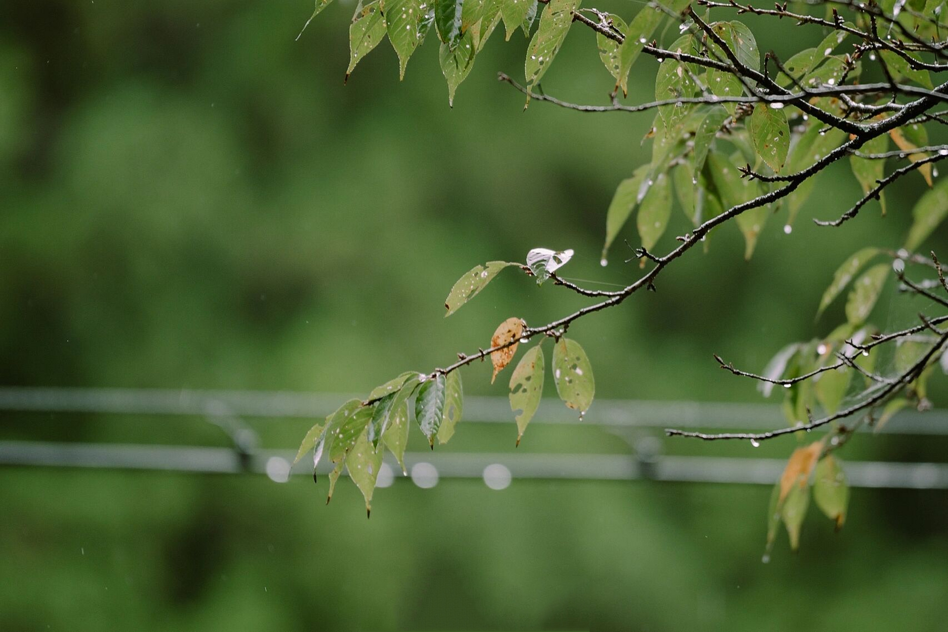 9215空山新雨后,天气晚来秋丨绿色护眼壁纸 前些日子去奈良山里一