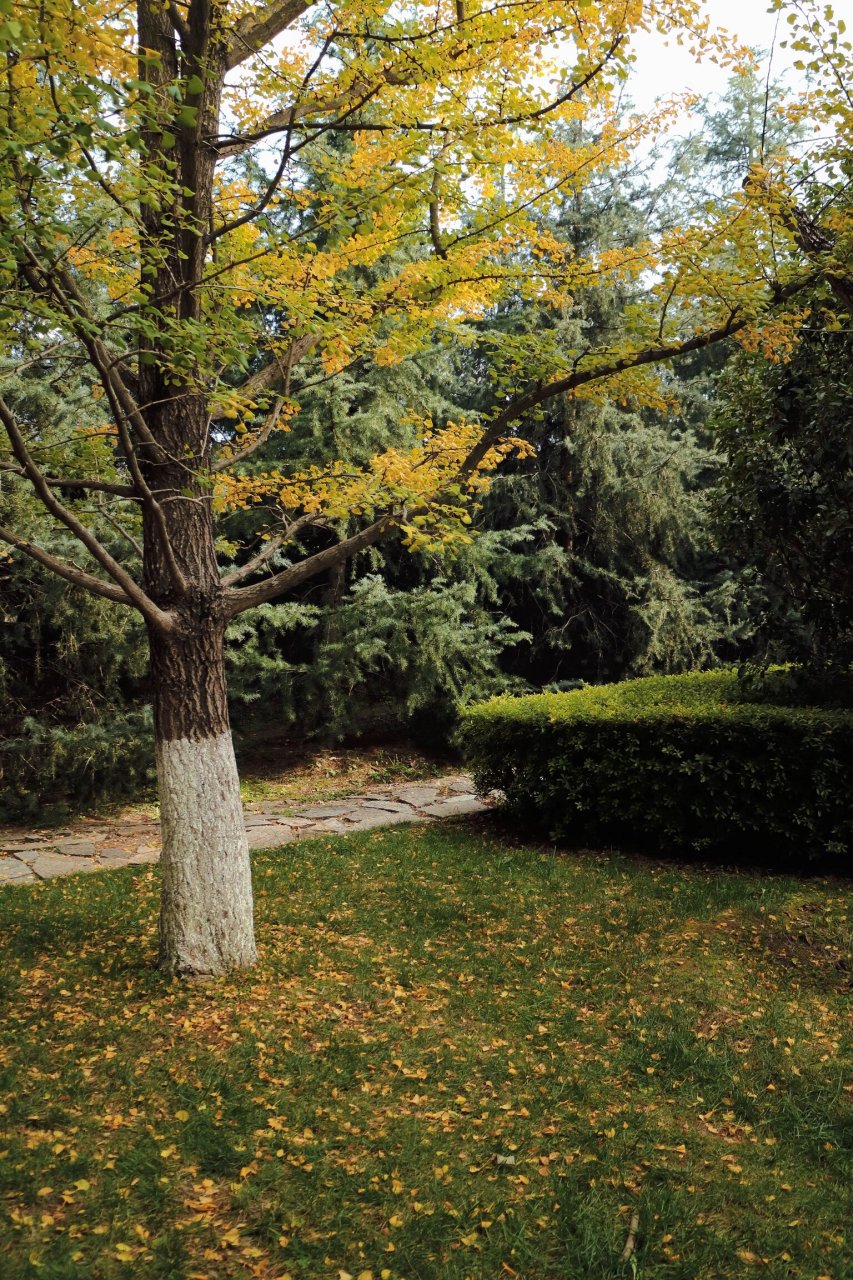 94昆明秋冬打卡地|99春融公园 6015昆明又一银杏拍照处,人少