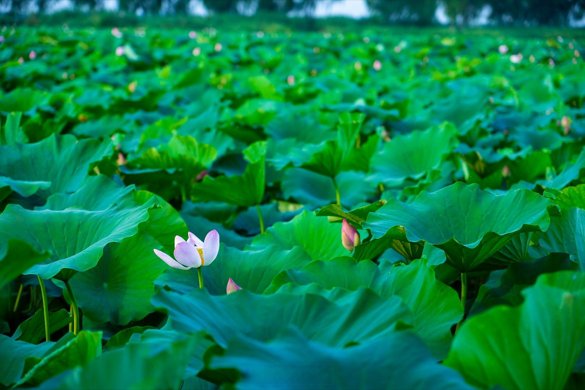 荷花盛开 77地址:章丘区白云湖湿地公园 06交通:济南市章丘区白云