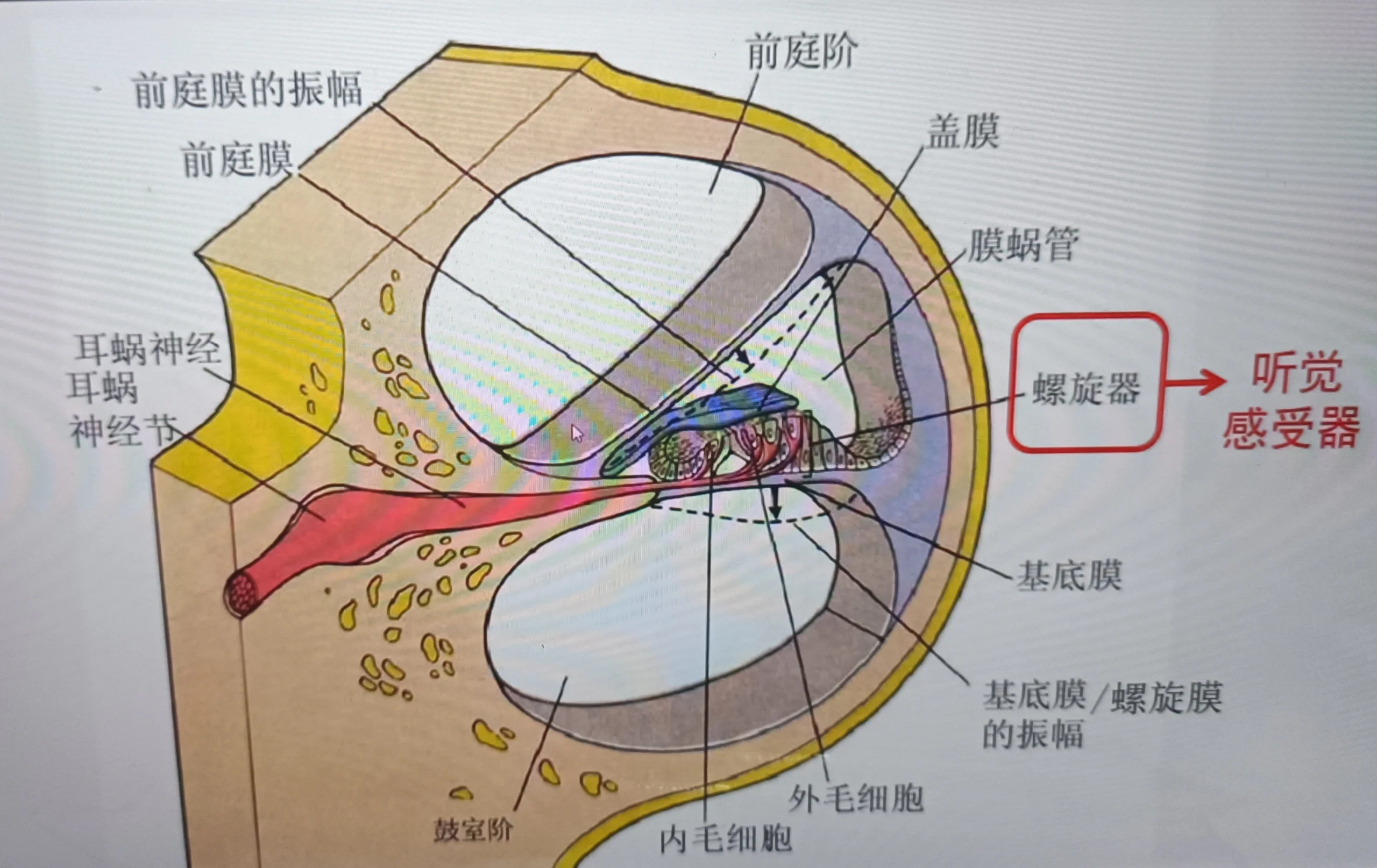 前庭蜗器的解剖结构图图片