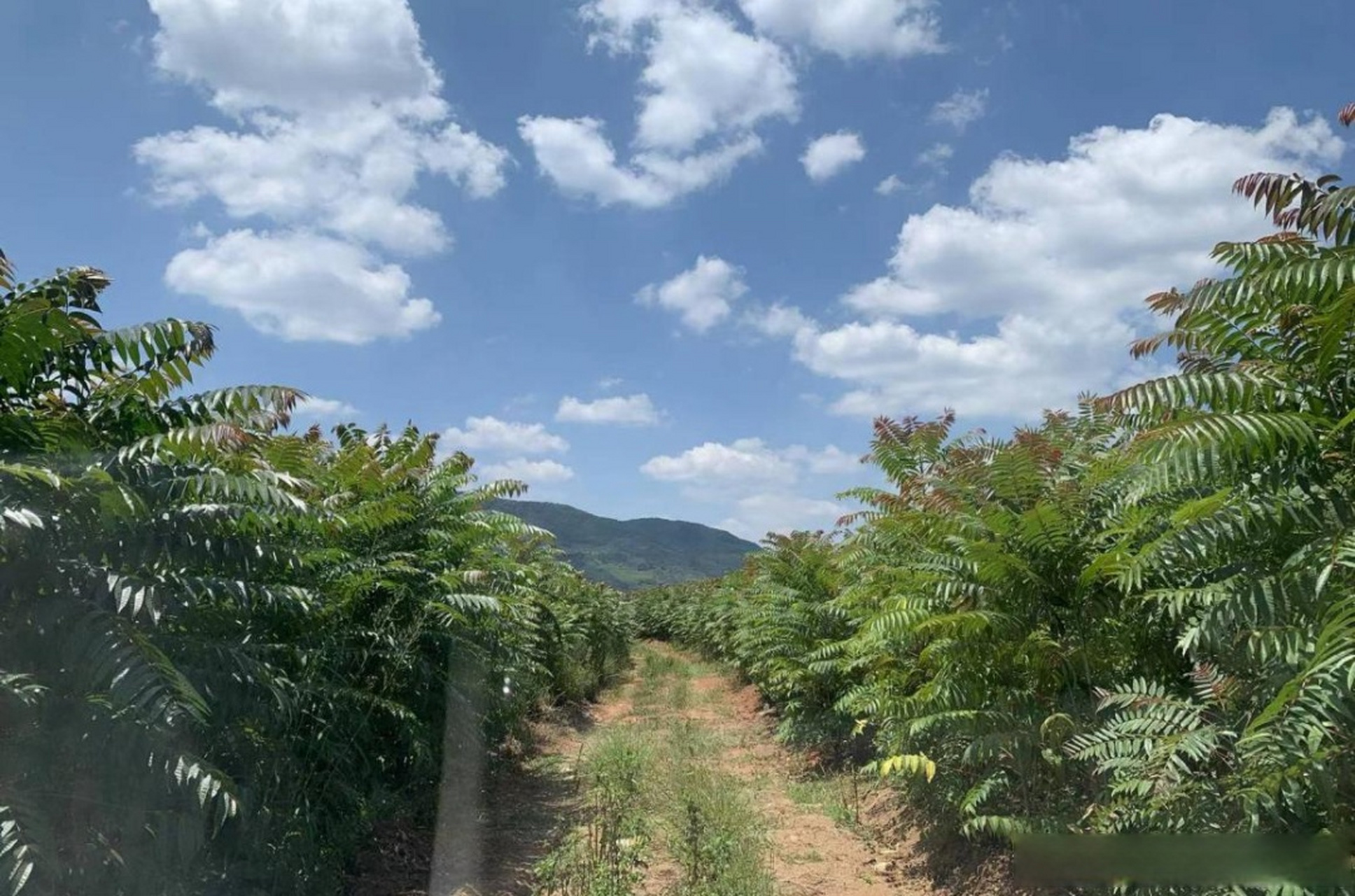 石林县大可乡:"椿"意盎然,增收致富 石林县大可乡:"椿"意盎然,增收