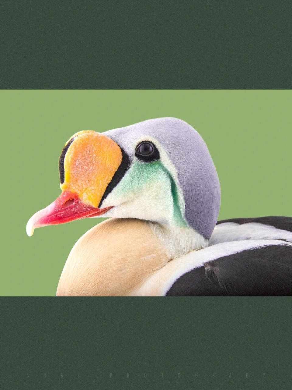 各种绒鸭的区别在于它们喙的长短和色彩不一样.