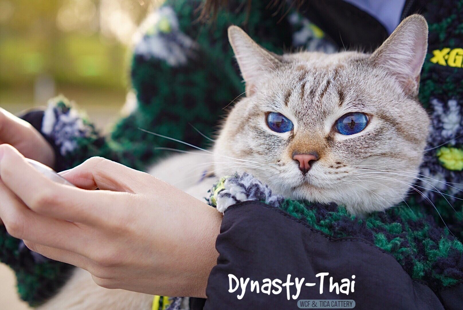 虎斑(山猫纹)暹罗猫