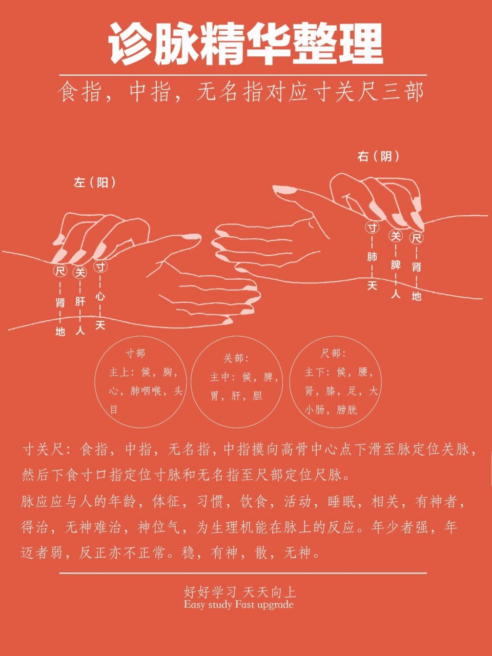 诊脉精华整理之寸关尺定义及如何取脉 寸关尺: 食指,中指,无名指