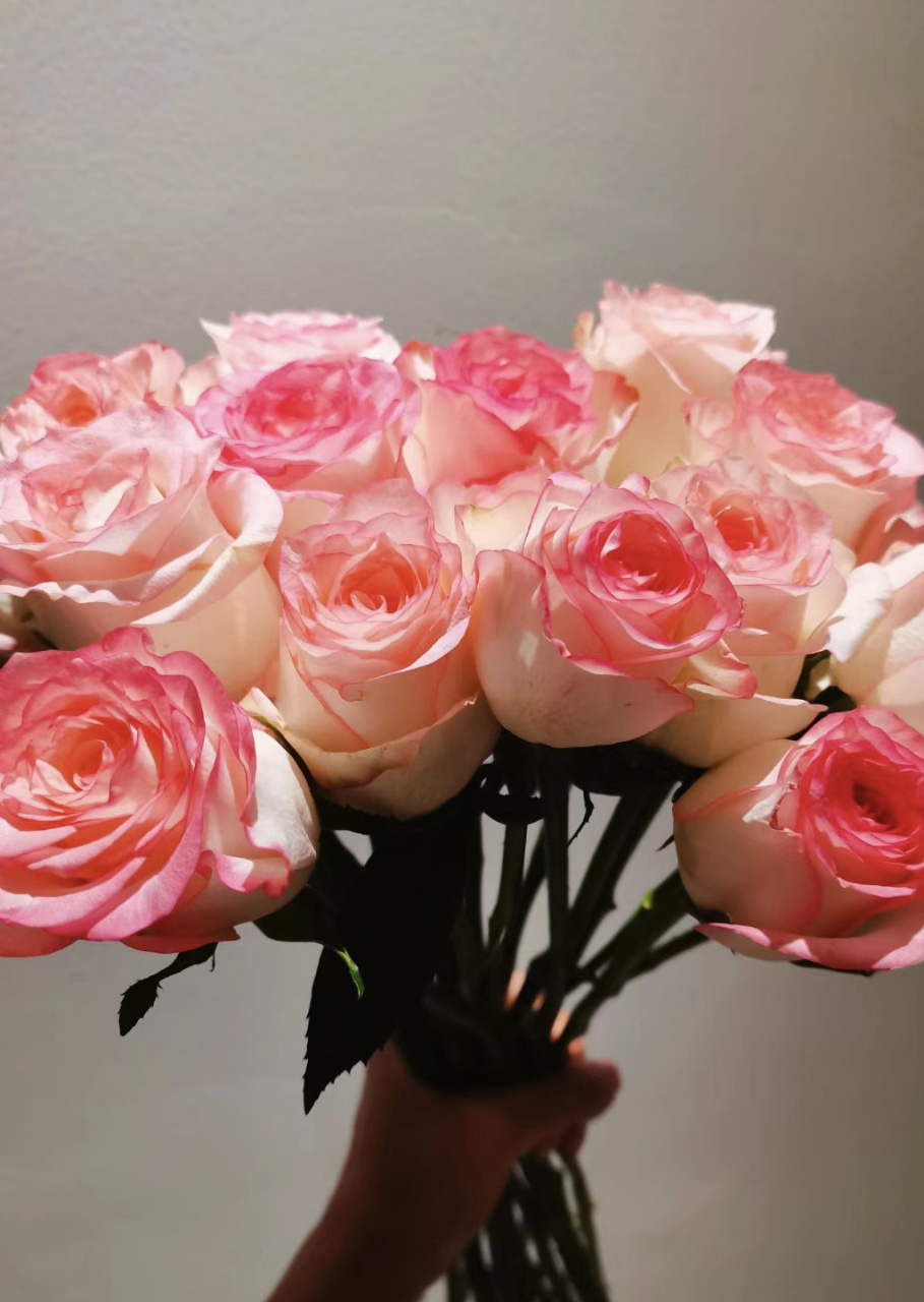 每天带你认识一种花 21 | 爱莎玫瑰 今日识花94艾莎玫瑰94 	 94